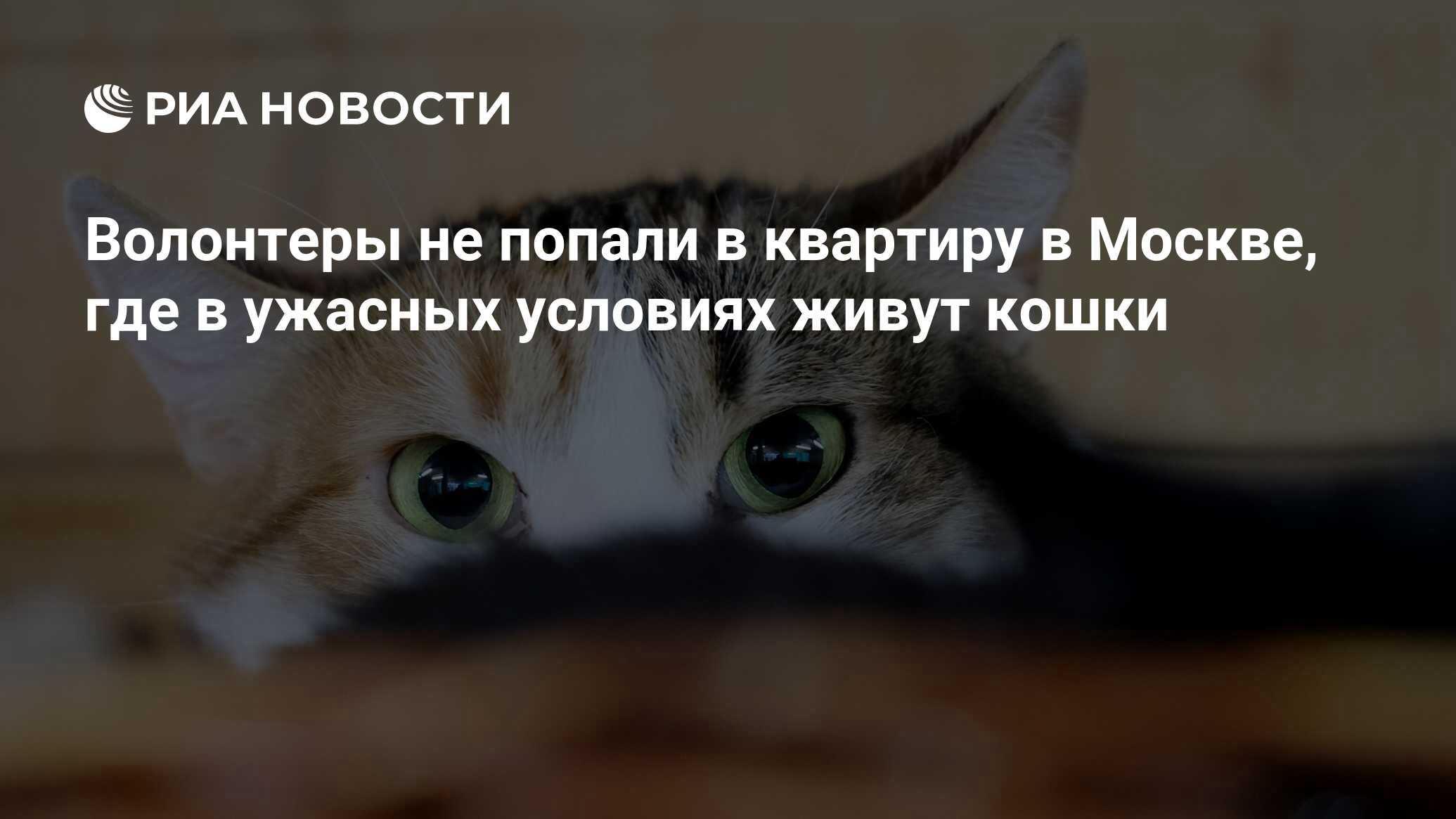 Волонтеры не попали в квартиру в Москве, где в ужасных условиях живут кошки  - РИА Новости, 06.05.2024