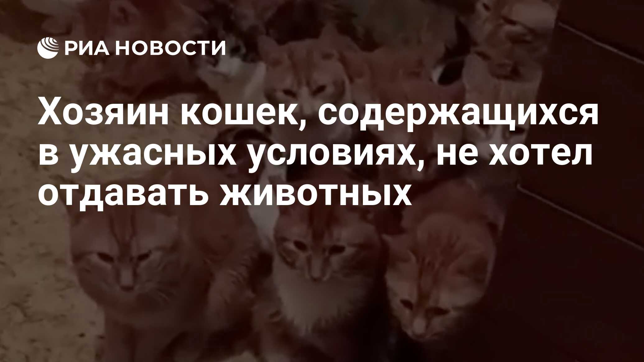 Хозяин кошек, содержащихся в ужасных условиях, не хотел отдавать животных -  РИА Новости, 07.05.2024