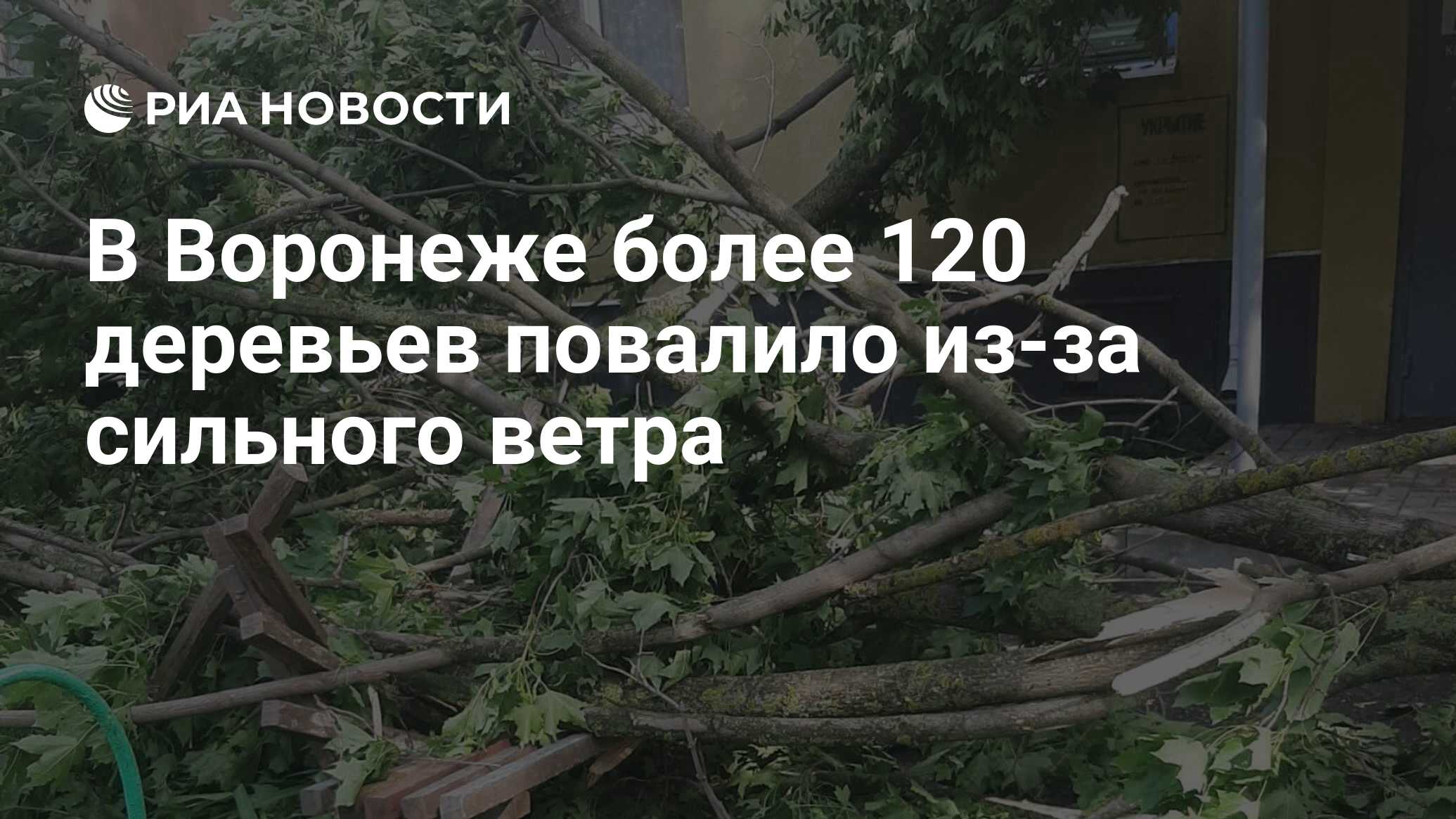 В Воронеже более 120 деревьев повалило из-за сильного ветра - РИА Новости,  08.05.2024