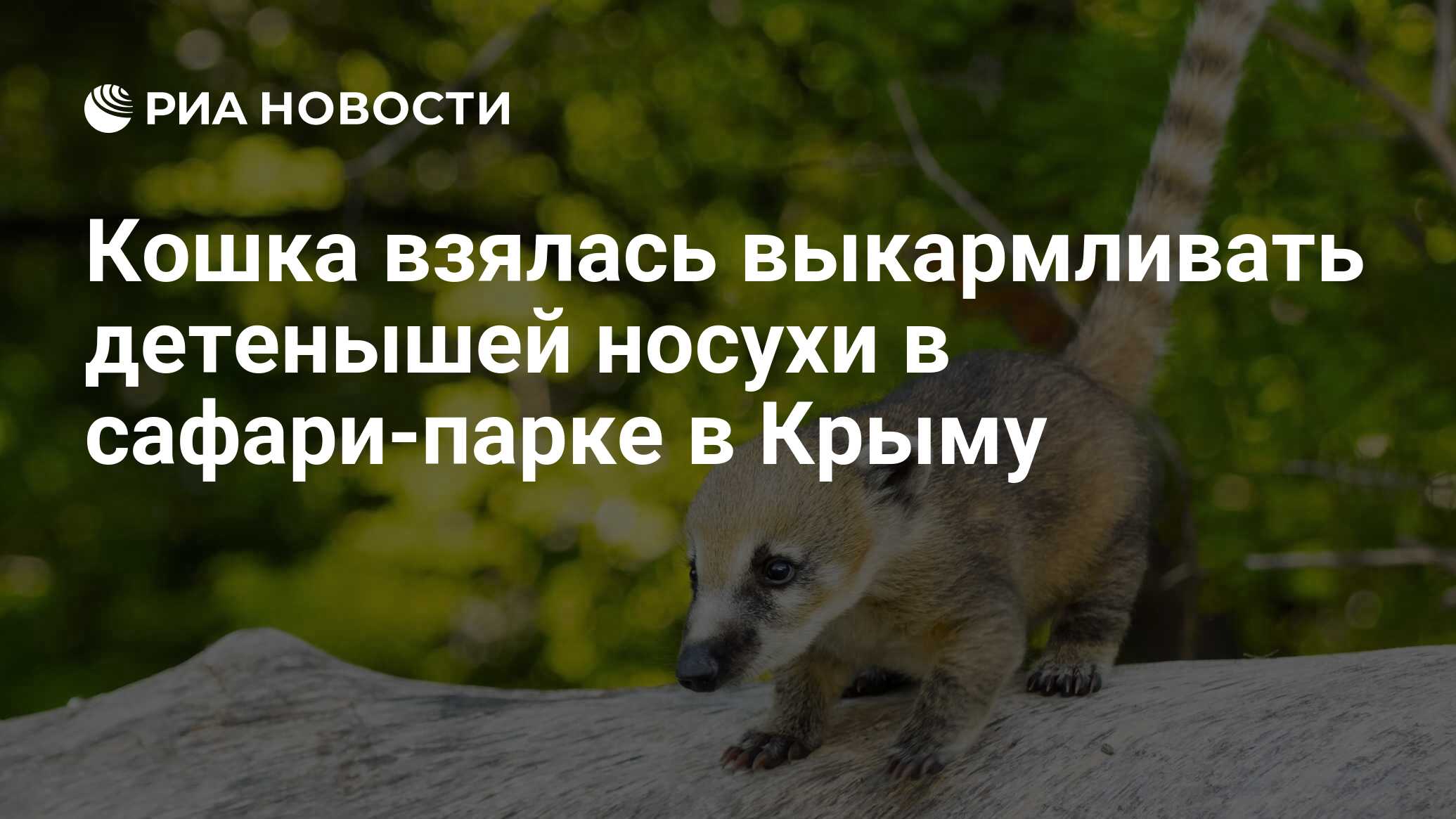 Кошка взялась выкармливать детенышей носухи в сафари-парке в Крыму - РИА  Новости, 19.05.2024