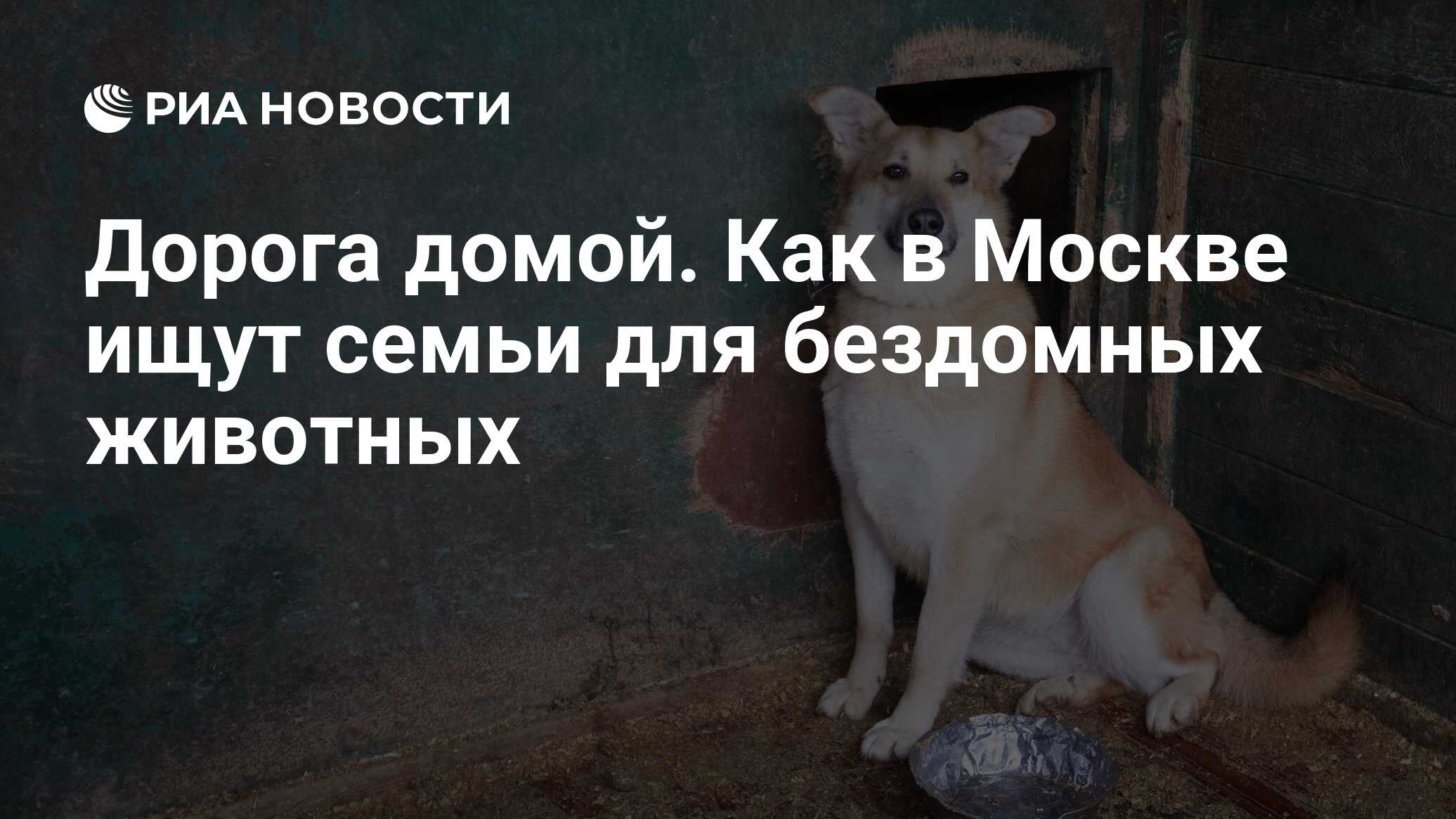 Дорога домой. Как в Москве ищут семьи для бездомных животных - РИА Новости,  24.05.2024