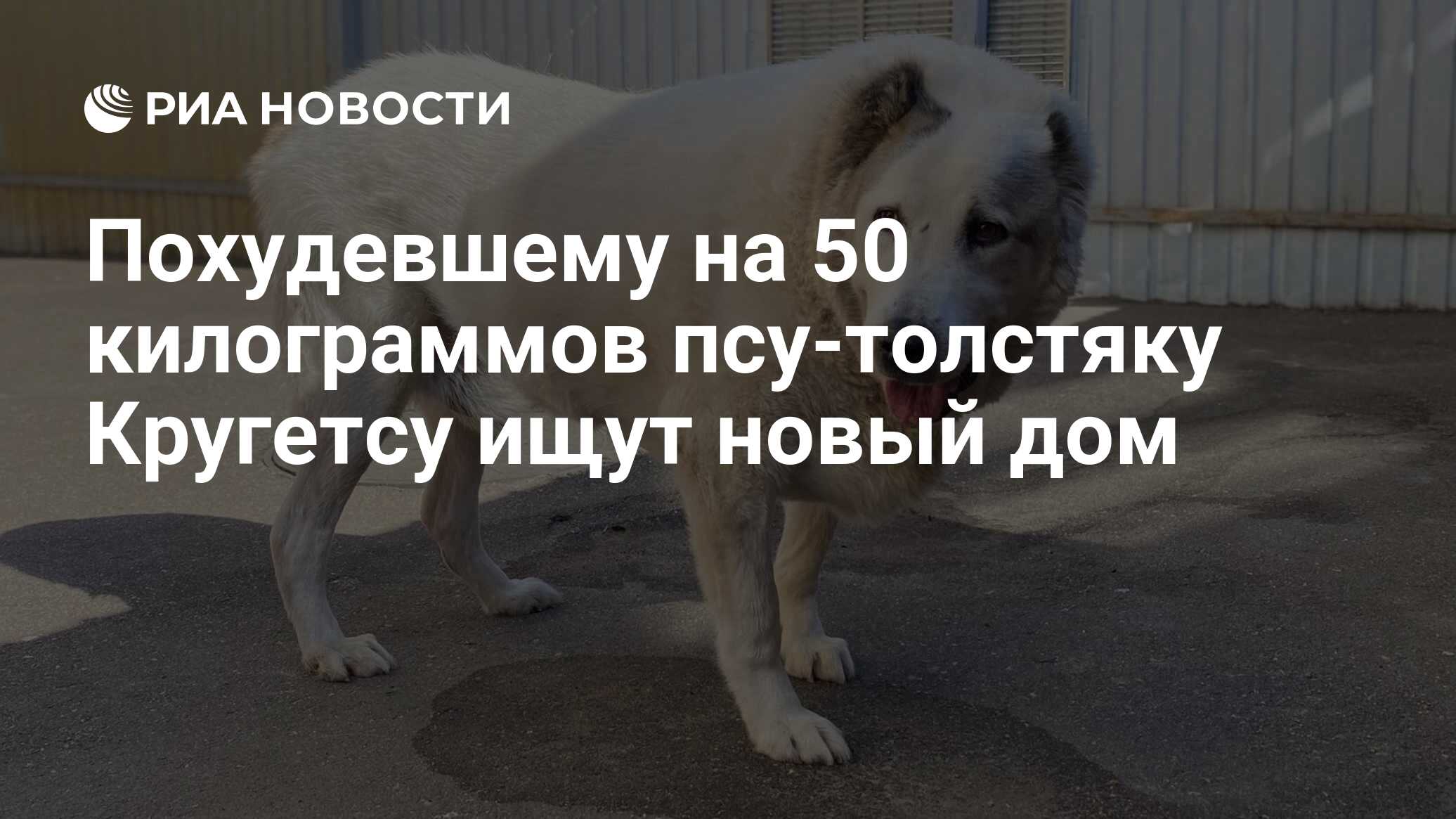 Похудевшему на 50 килограммов псу-толстяку Кругетсу ищут новый дом - РИА  Новости, 21.05.2024