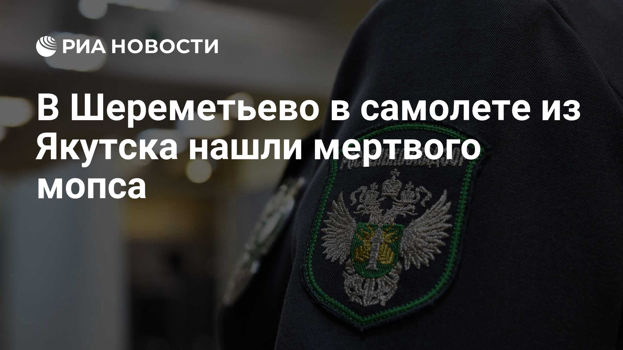 В Шереметьево в самолете из Якутска нашли мертвого мопса - РИА Новости,  24.05.2024