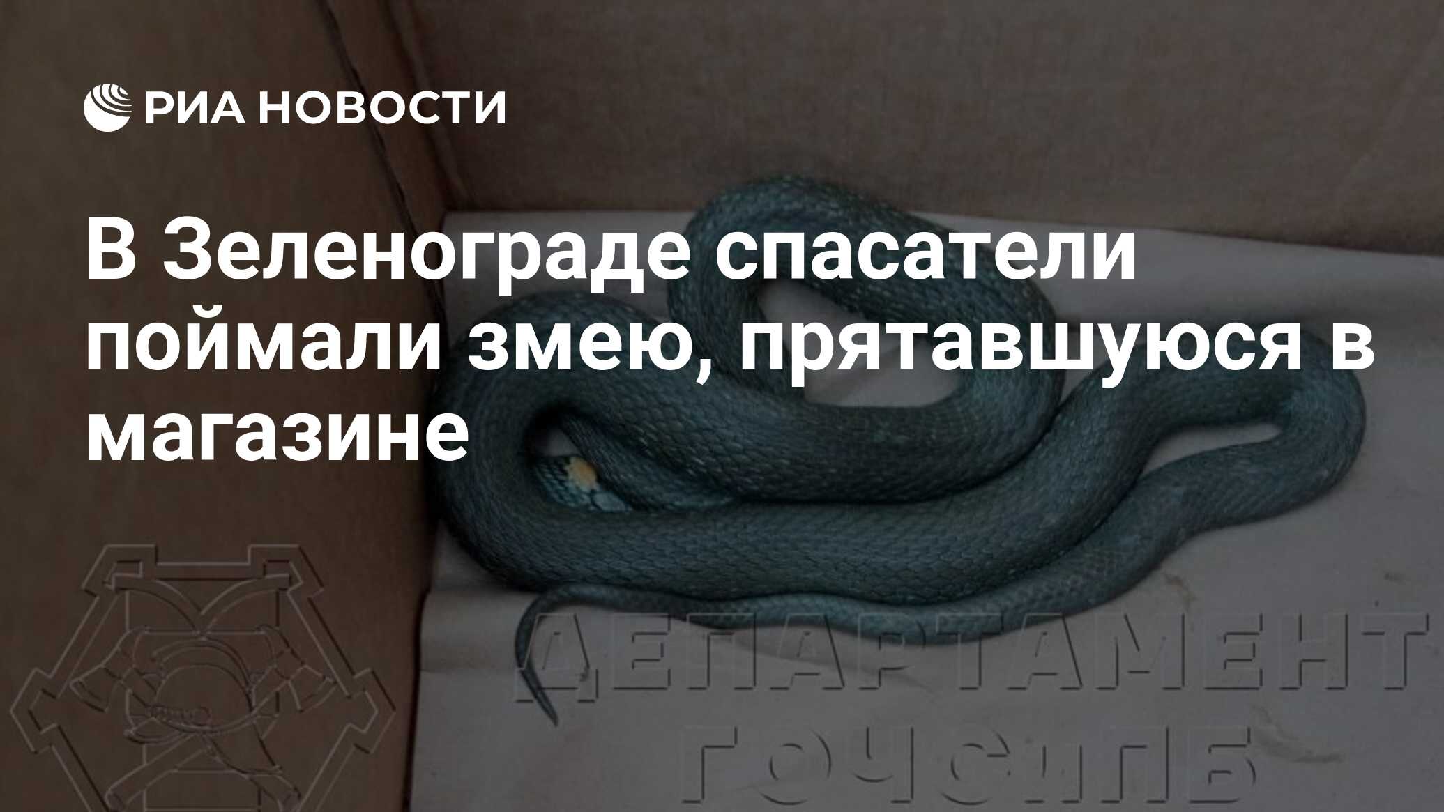 В Зеленограде спасатели поймали змею, прятавшуюся в магазине - РИА Новости,  28.05.2024