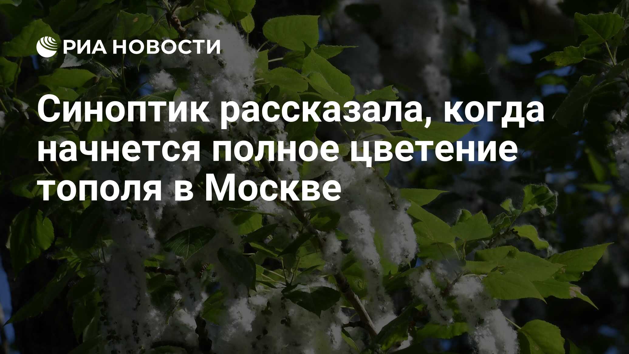 Синоптик рассказала, когда начнется полное цветение тополя в Москве - РИА  Новости, 30.05.2024