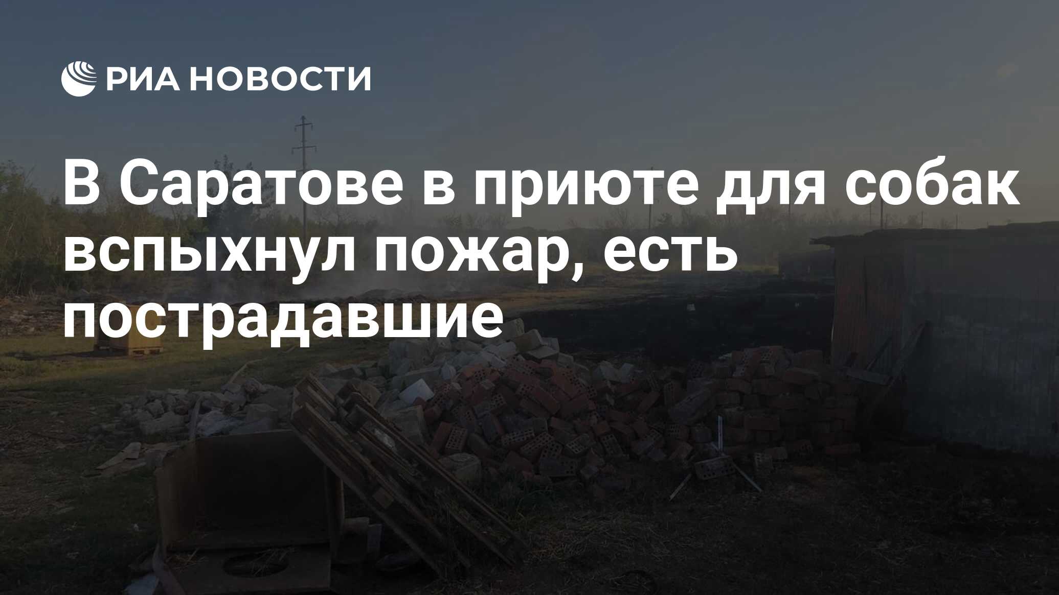 В Саратове в приюте для собак вспыхнул пожар, есть пострадавшие - РИА  Новости, 31.05.2024