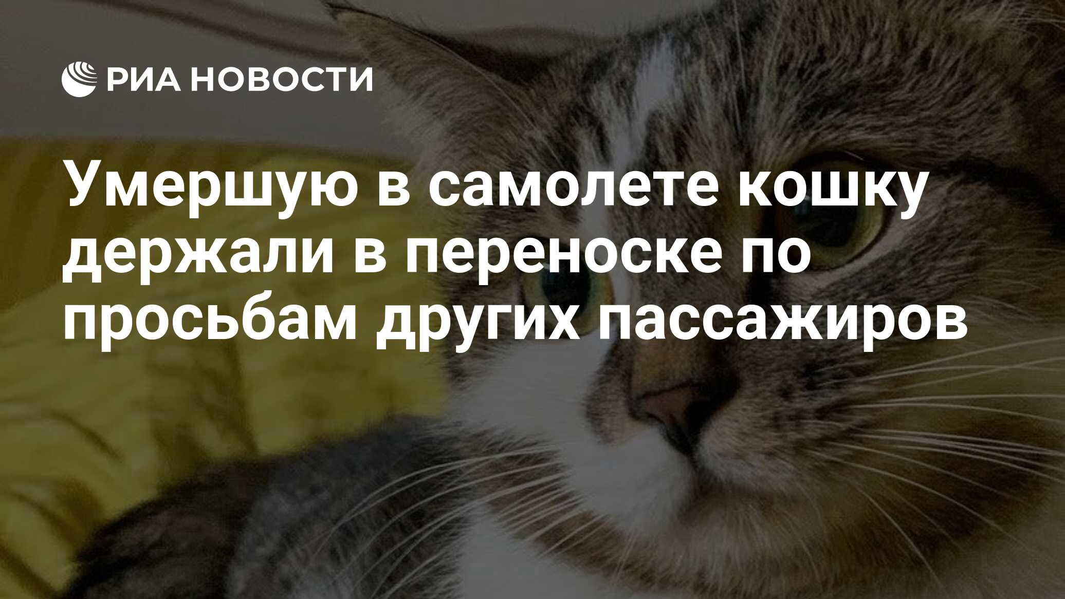 Умершую в самолете кошку держали в переноске по просьбам других пассажиров  - РИА Новости, 03.06.2024