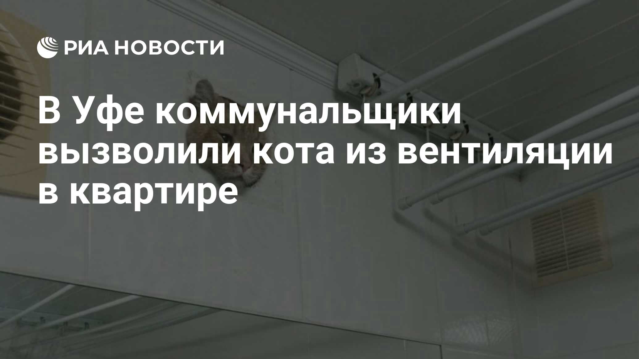 В Уфе коммунальщики вызволили кота из вентиляции в квартире - РИА Новости,  04.06.2024