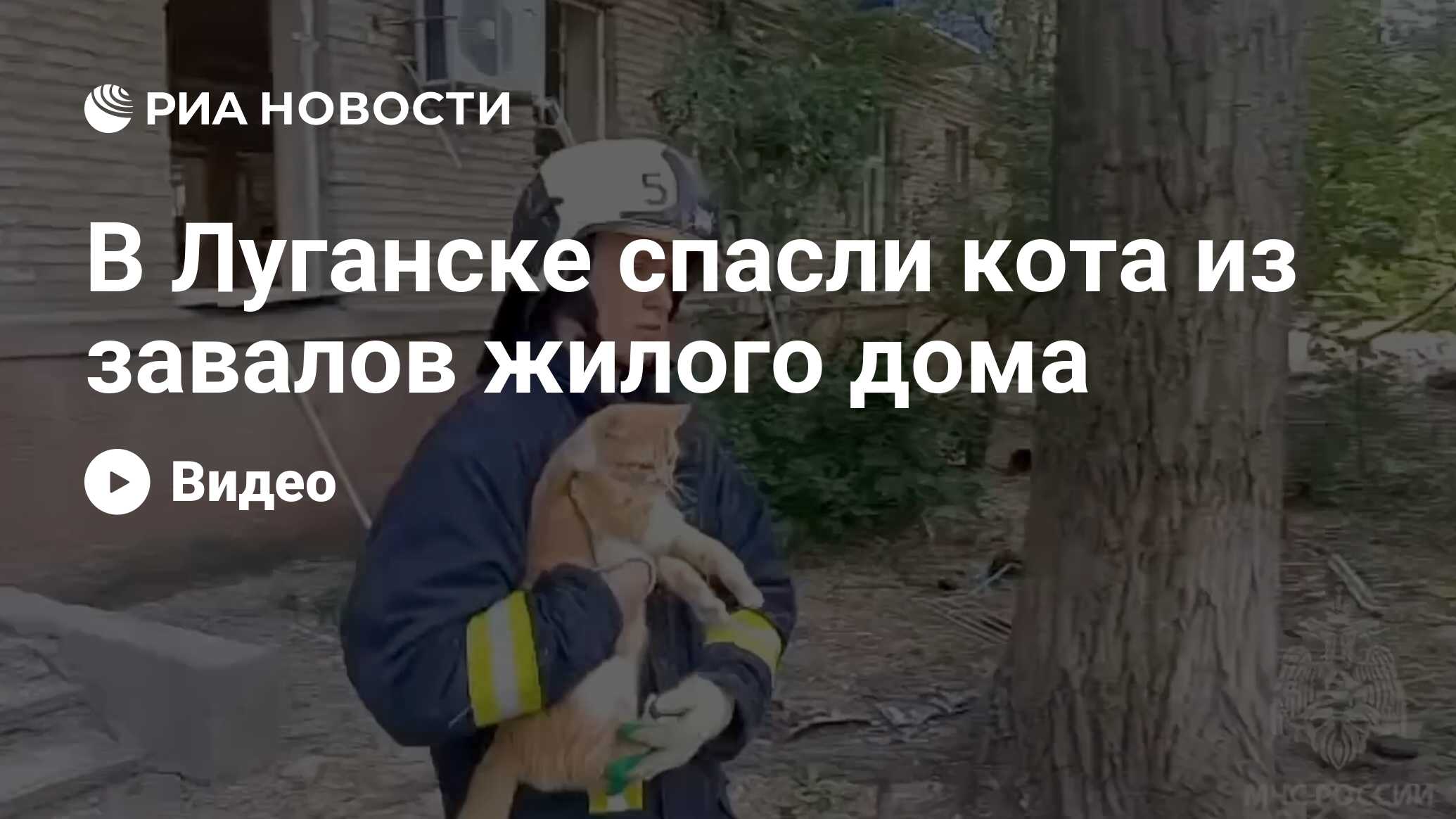 В Луганске спасли кота из завалов жилого дома - РИА Новости, 08.06.2024