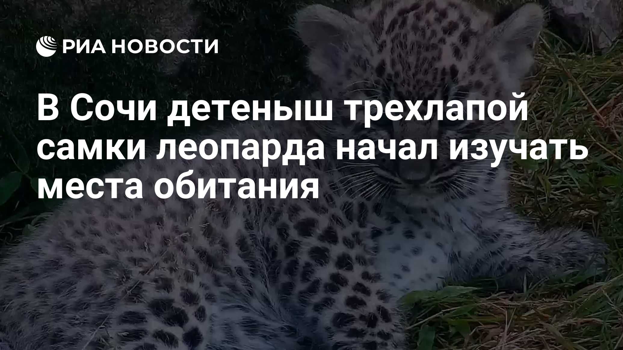 В Сочи детеныш трехлапой самки леопарда начал изучать места обитания