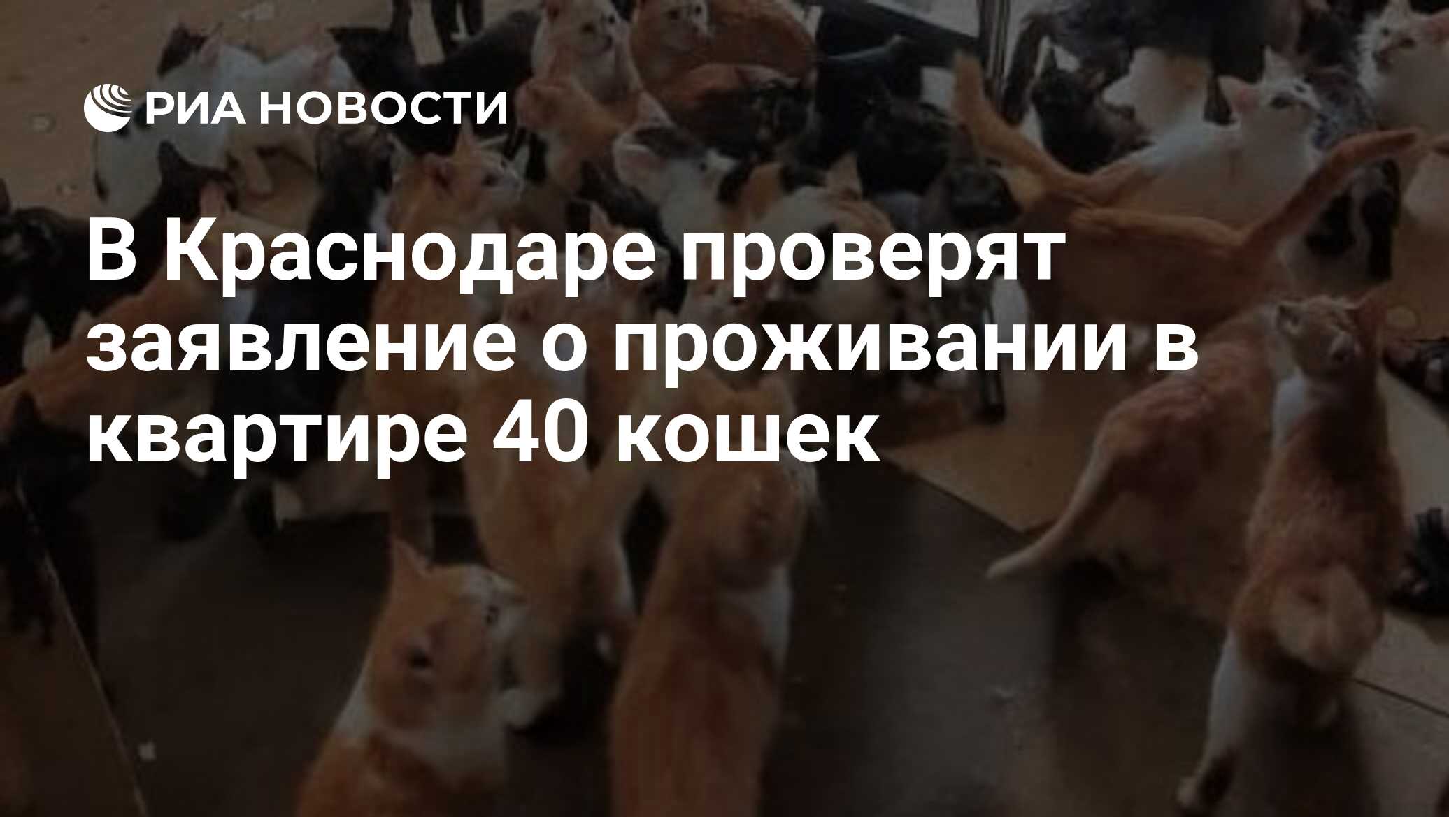 В Краснодаре проверят заявление о проживании в квартире 40 кошек - РИА  Новости, 10.06.2024