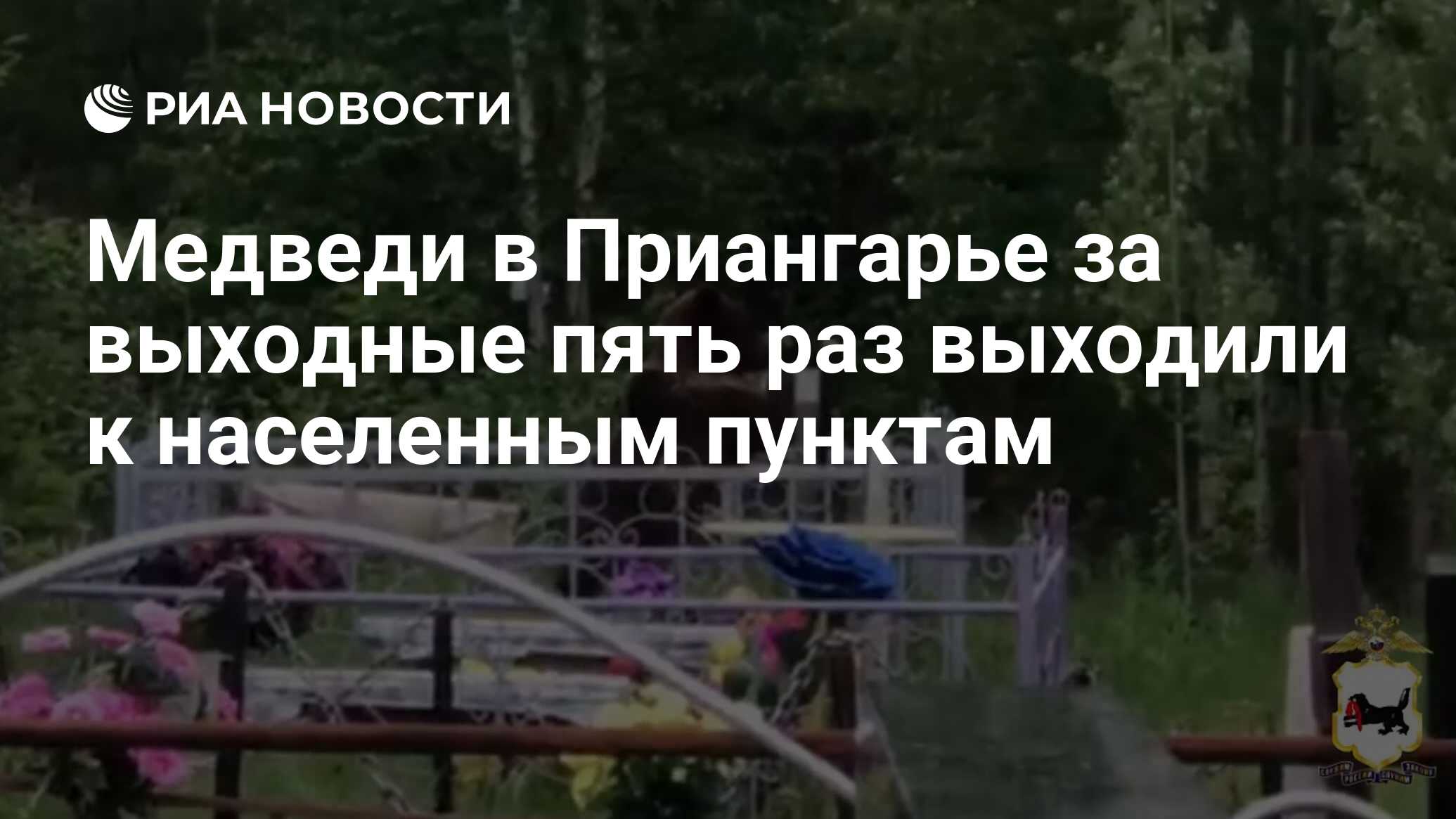 Медведи в Приангарье за выходные пять раз выходили к населенным пунктам -  РИА Новости, 17.06.2024