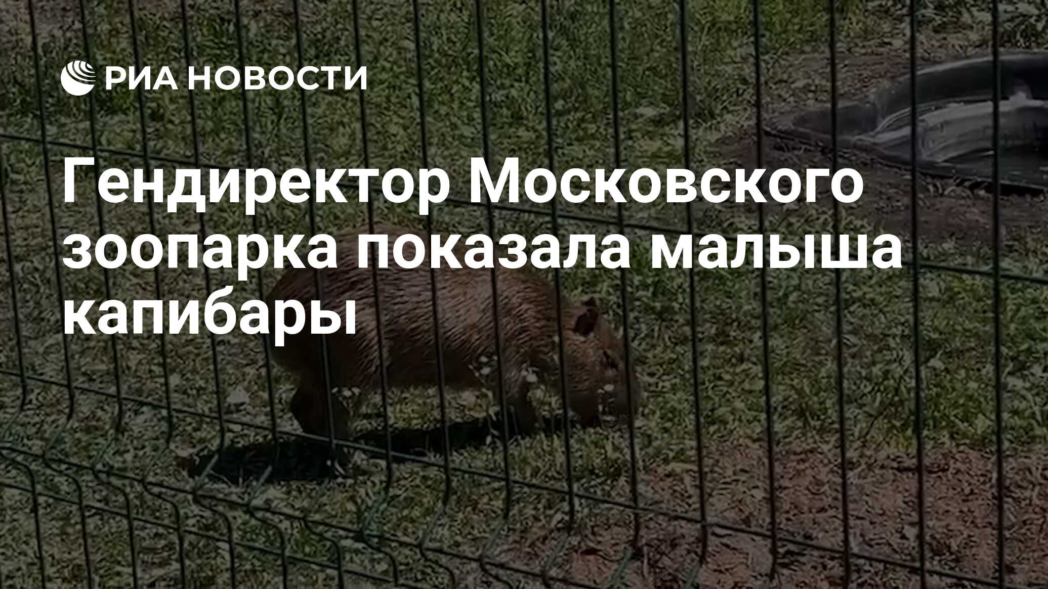 Гендиректор Московского зоопарка показала малыша капибары - РИА Новости,  06.07.2024