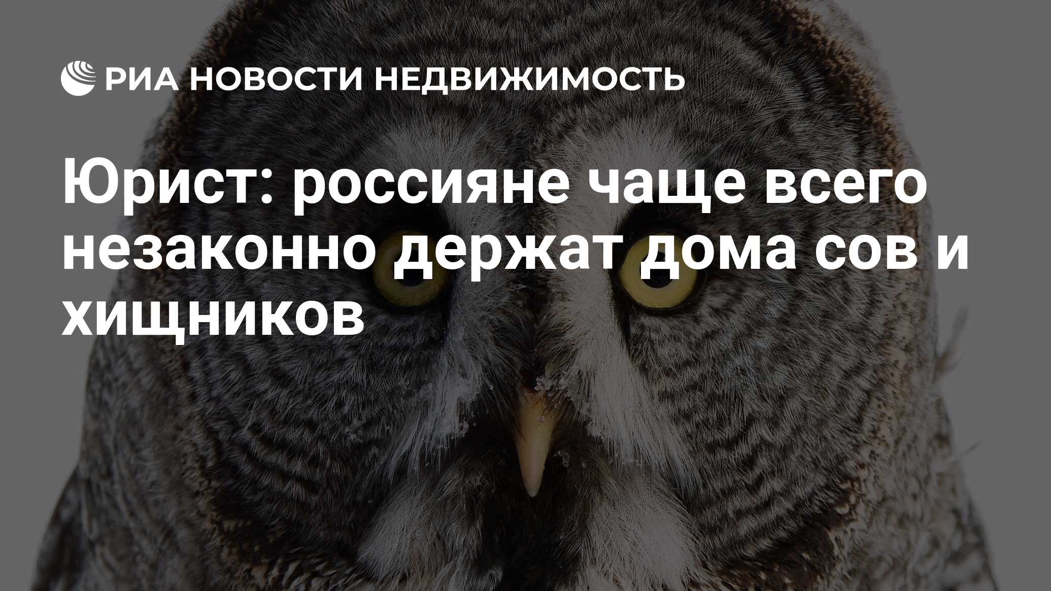 Юрист: россияне чаще всего незаконно держат дома сов и хищников -  Недвижимость РИА Новости, 10.07.2024