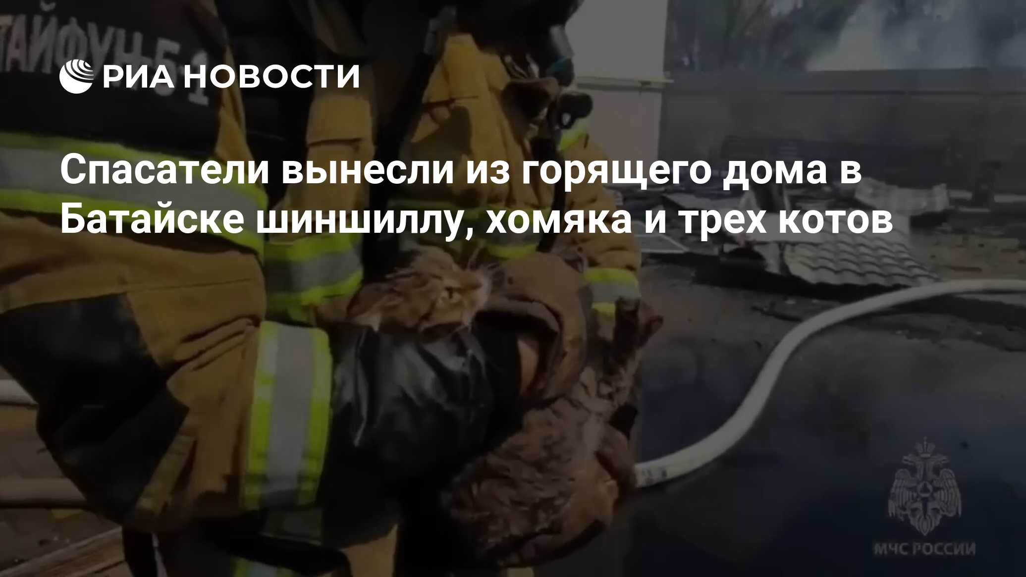 Спасатели вынесли из горящего дома в Батайске шиншиллу, хомяка и трех котов  - РИА Новости, 09.07.2024