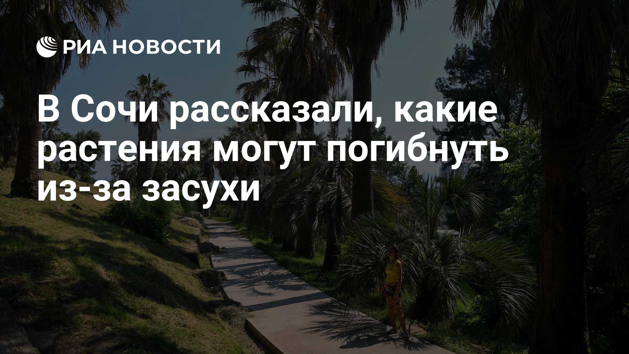 В Сочи рассказали, какие растения могут погибнуть из-за засухи