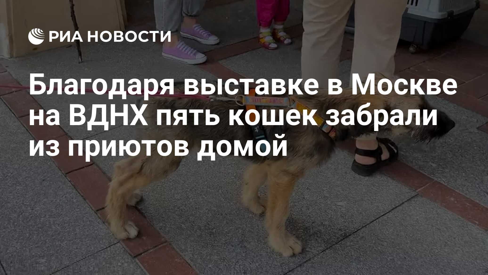 Выставка кошек в москве 2024 май