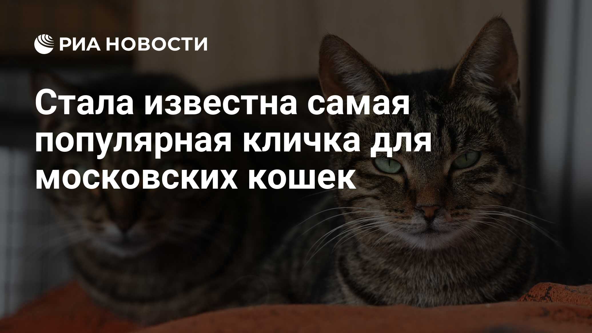 Стала известна самая популярная кличка для московских кошек - РИА ...