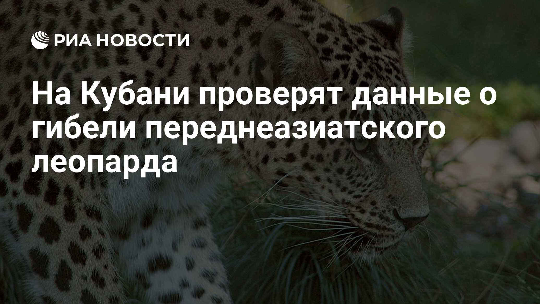 На Кубани проверят данные о гибели переднеазиатского леопарда