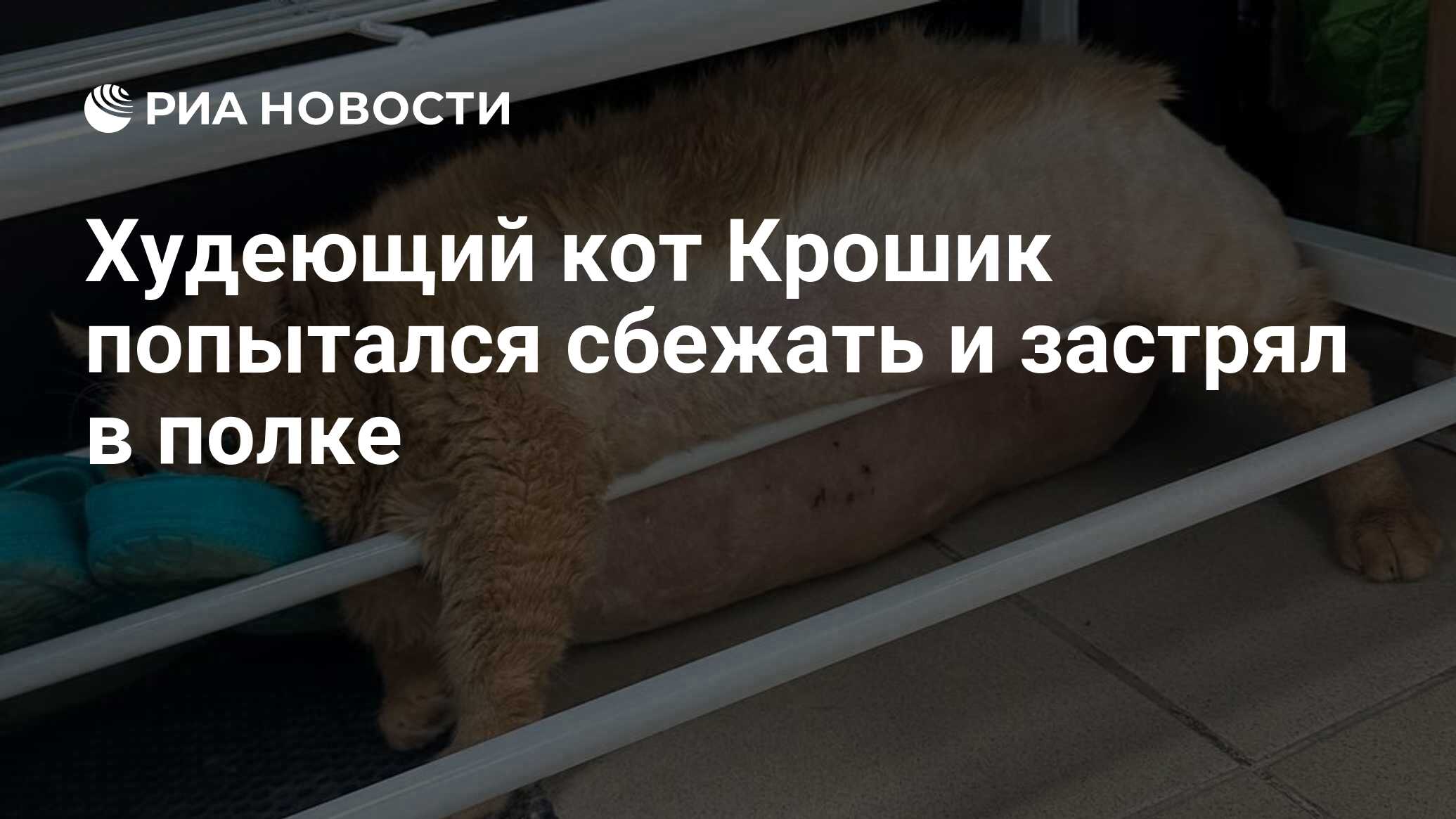 Кот крошик застрял в обувнице. Кот крошик застрял в обувнице