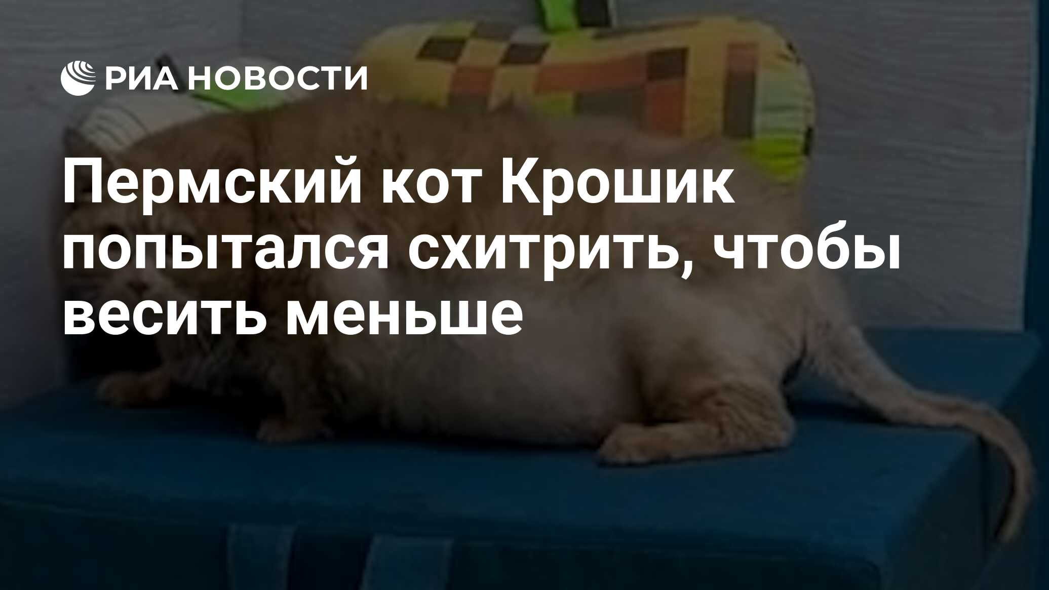 Кот крошик пытался сбежать. Кот крошик пытался сбежать