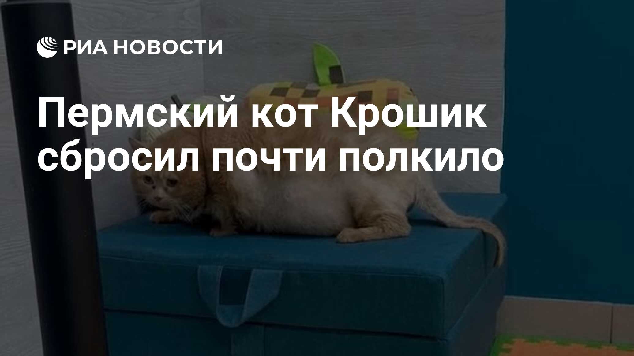 Кот крошик застрял в обувнице. Кот крошик застрял в обувнице
