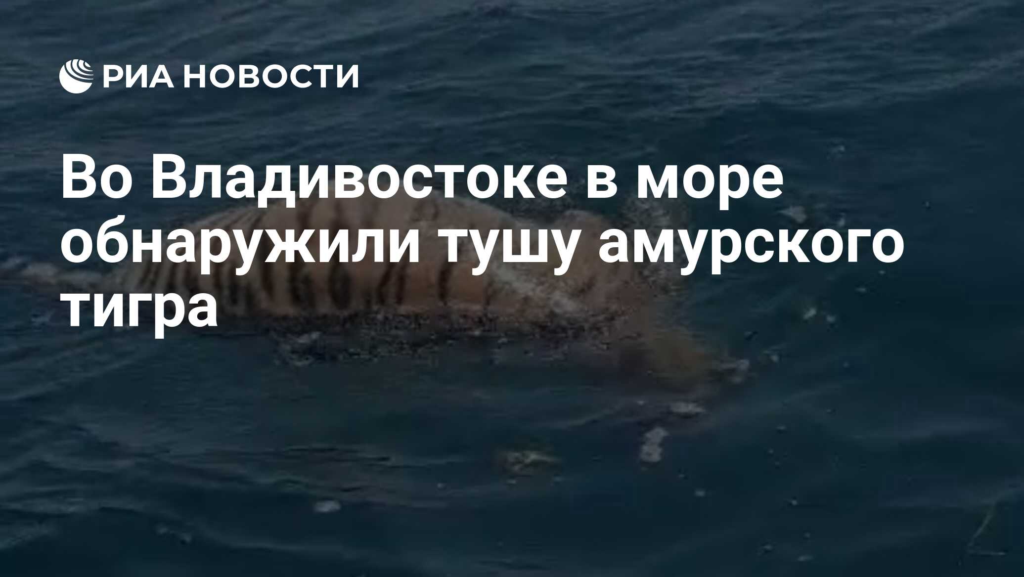 Во Владивостоке в море обнаружили тушу амурского тигра Во Владивостоке в море обнаружили тушу амурского тигра