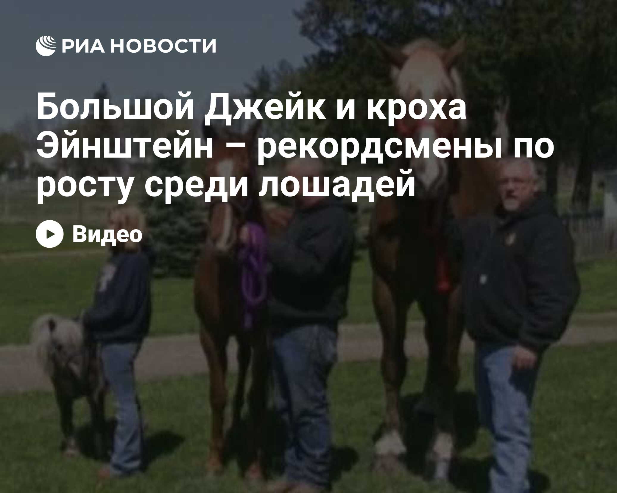 Большой Джейк и кроха Эйнштейн – рекордсмены по росту среди лошадей