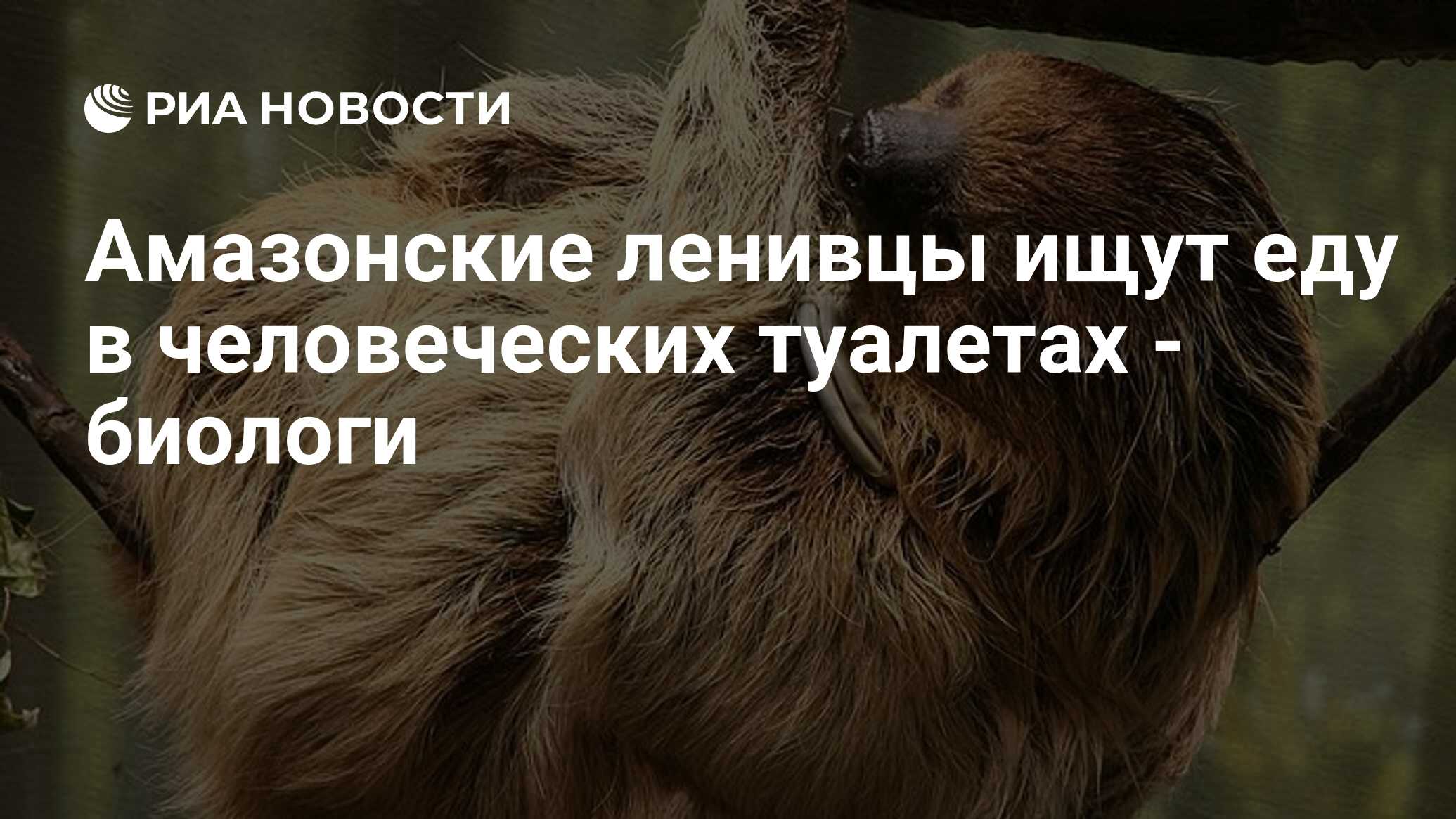 Амазонские ленивцы ищут еду в человеческих туалетах - биологи - РИА  Новости, 04.05.2010