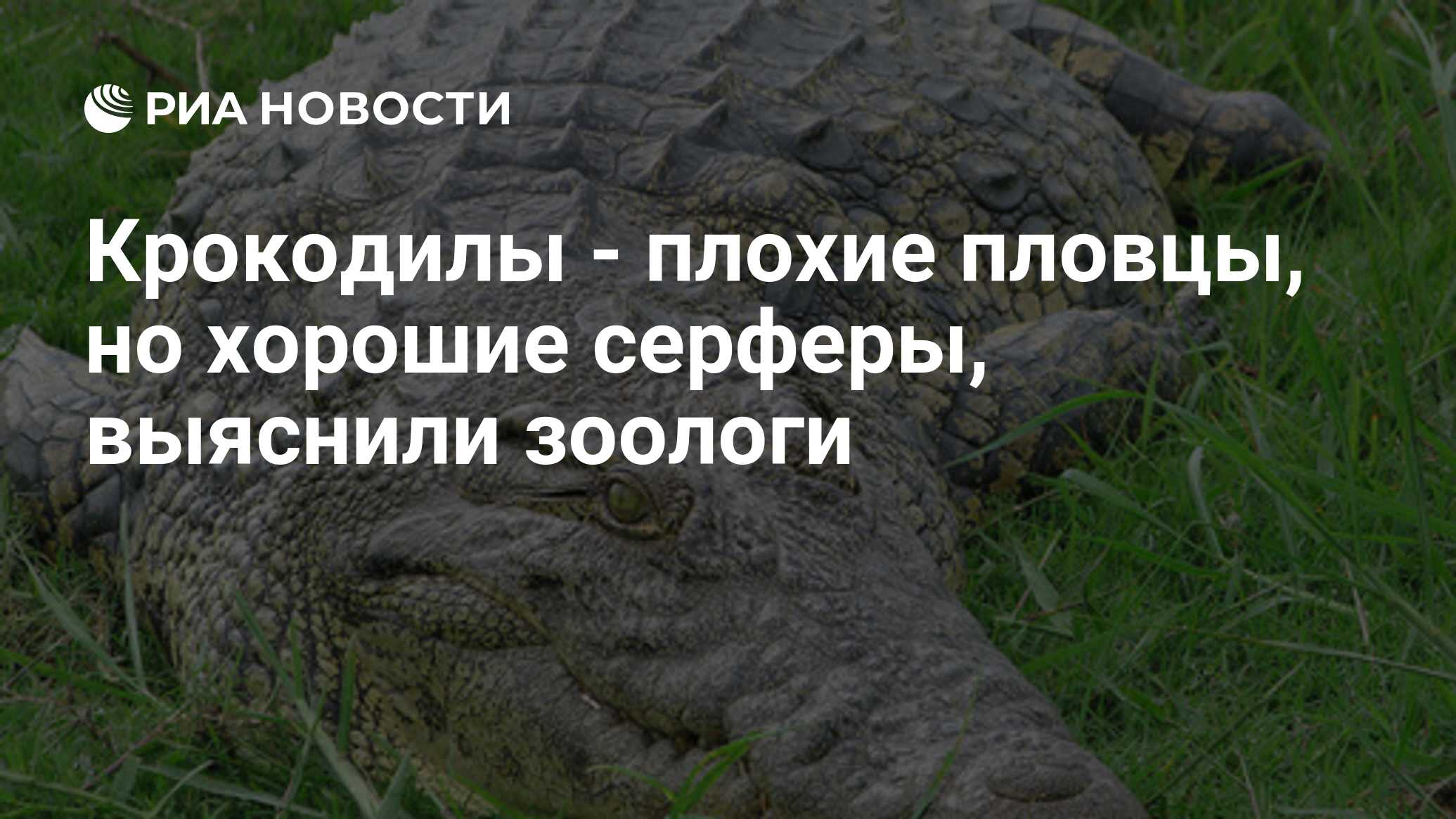 Крокодилы - плохие пловцы, но хорошие серферы, выяснили зоологи - РИА  Новости, 07.06.2010