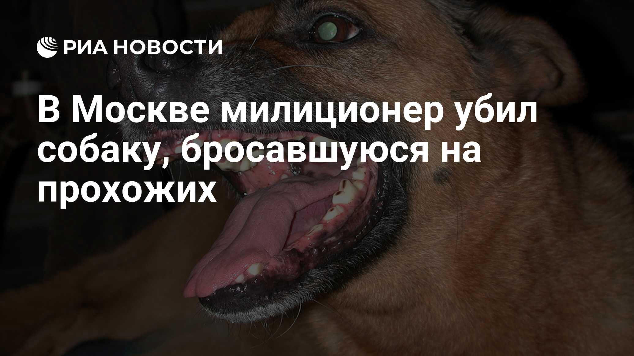 В Москве милиционер убил собаку, бросавшуюся на прохожих - РИА Новости,  23.07.2010