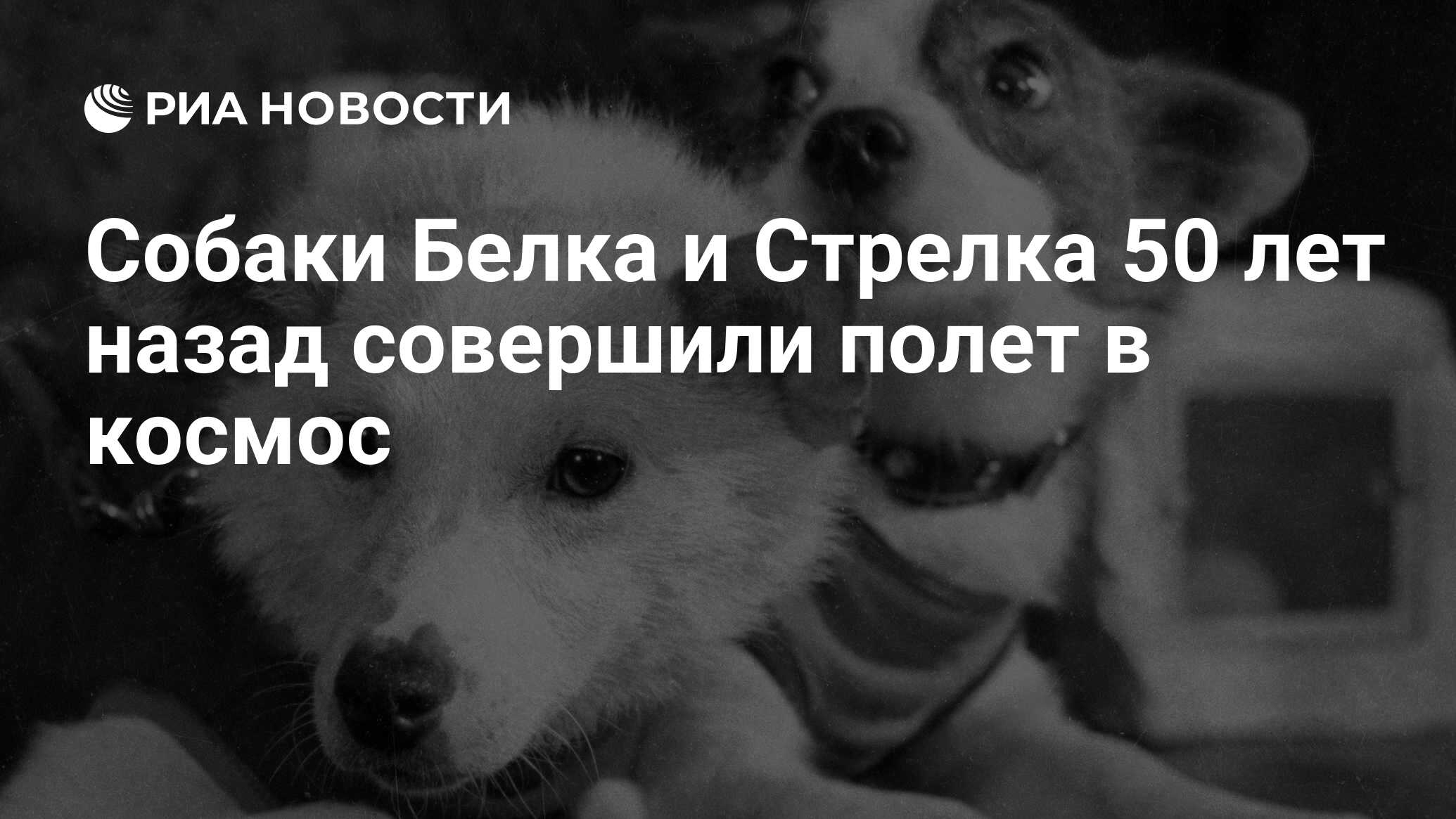 Собаки Белка и Стрелка 50 лет назад совершили полет в космос - РИА Новости,  19.08.2010