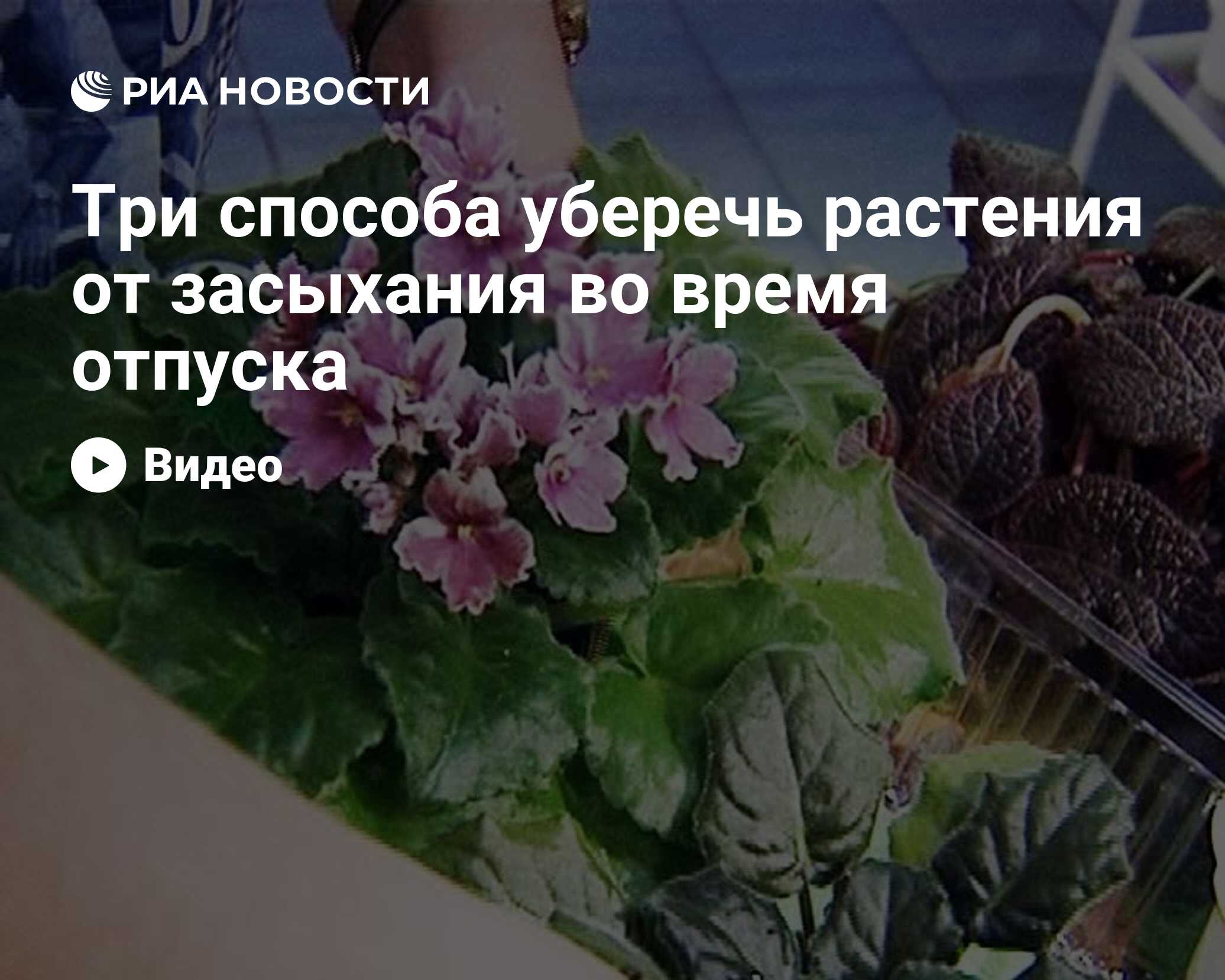 Три способа уберечь растения от засыхания во время отпуска