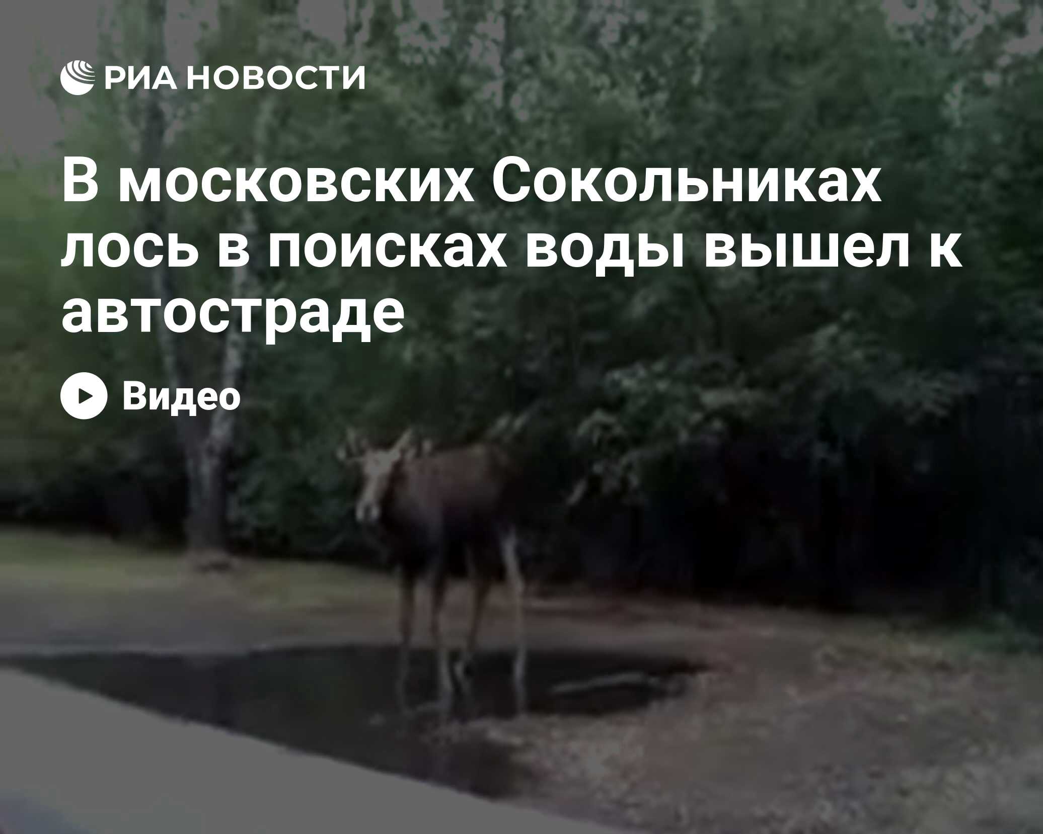 Лось в Сокольниках