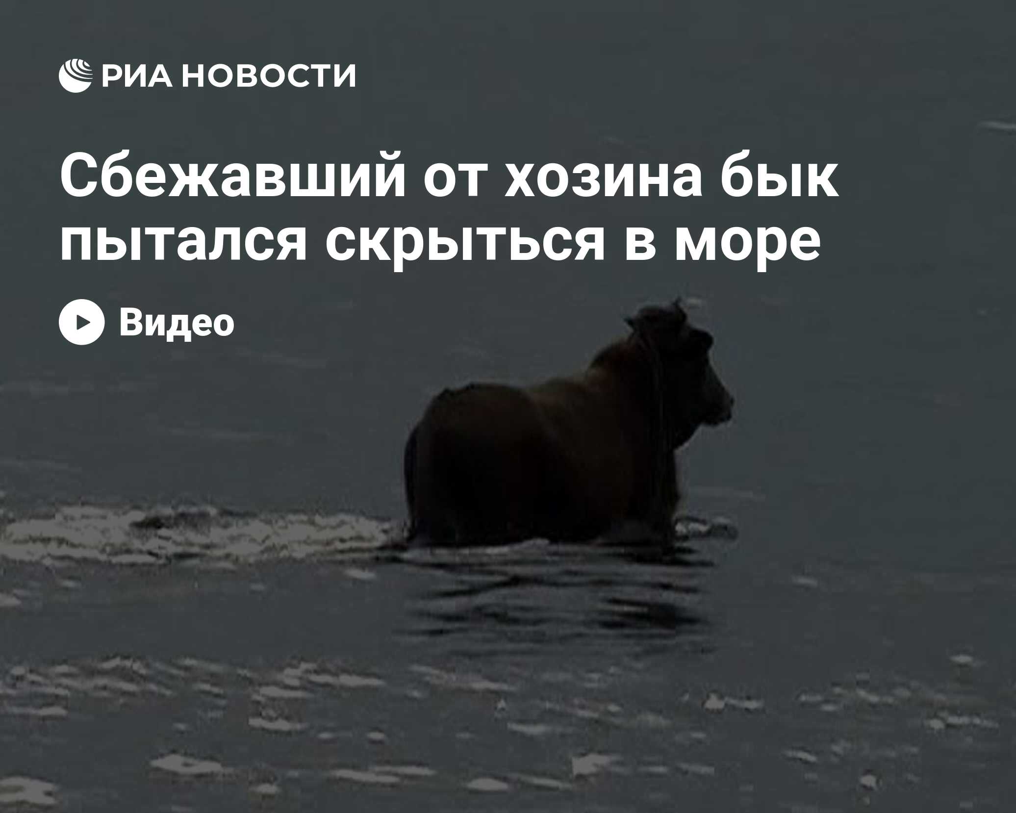 Сбежавший от хозина бык пытался скрыться в море