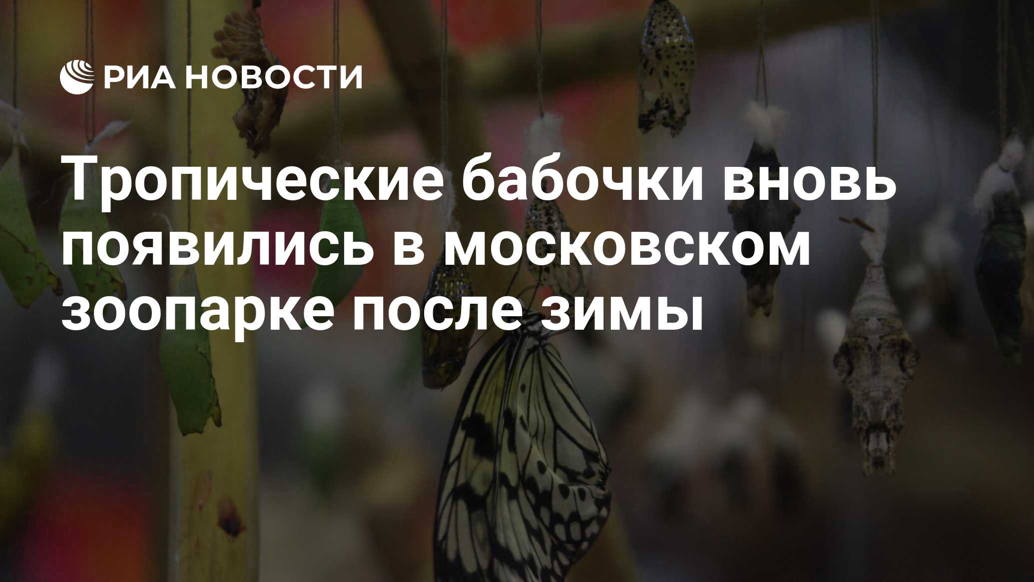 Тропические бабочки вновь появились в московском зоопарке после зимы - РИА  Новости, 25.03.2011