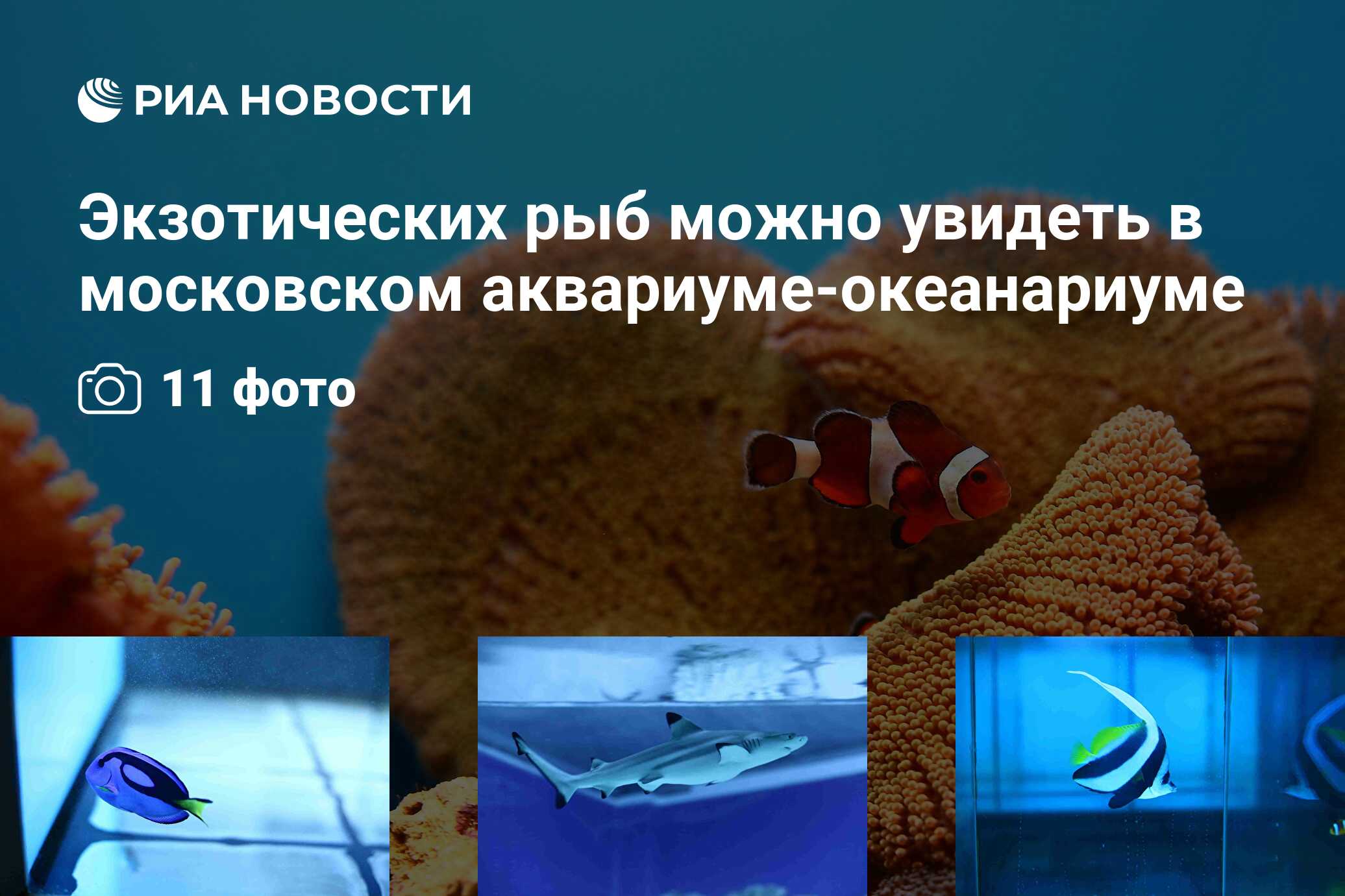 Экзотических рыб можно увидеть в московском аквариуме-океанариуме - РИА  Новости, 29.02.2020