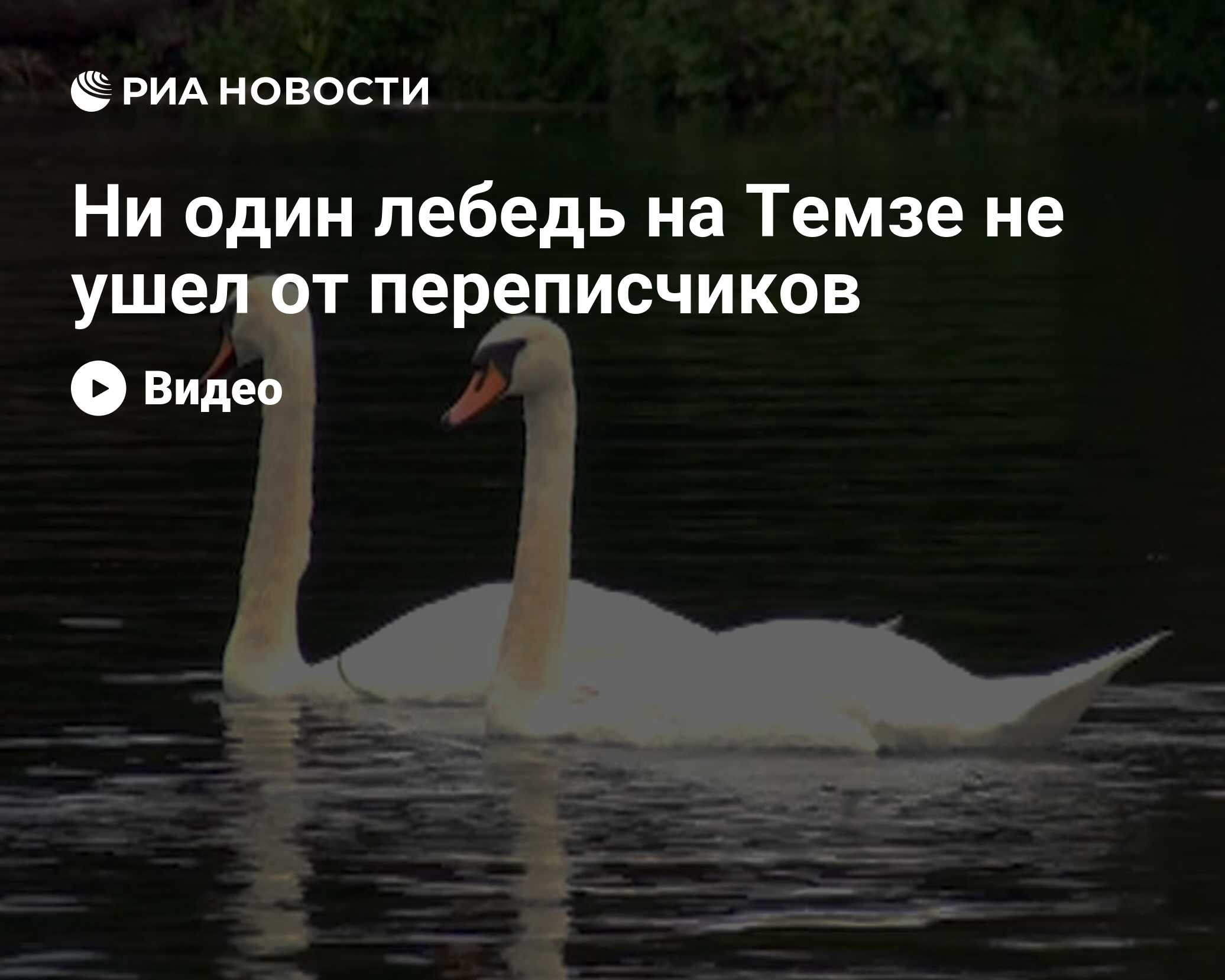 Ни один лебедь на Темзе не ушел от переписчиков