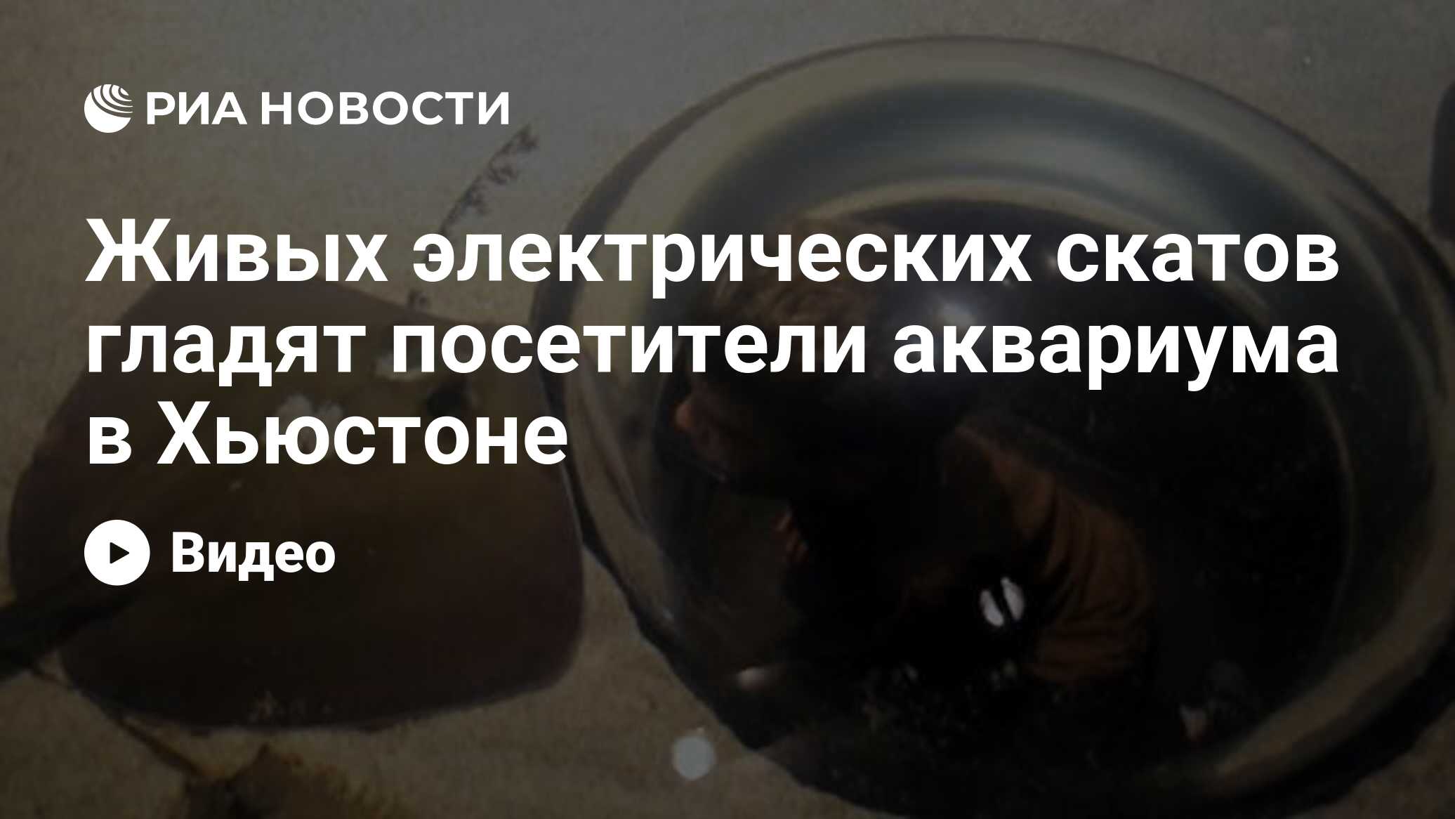 Живых электрических скатов гладят посетители аквариума в Хьюстоне