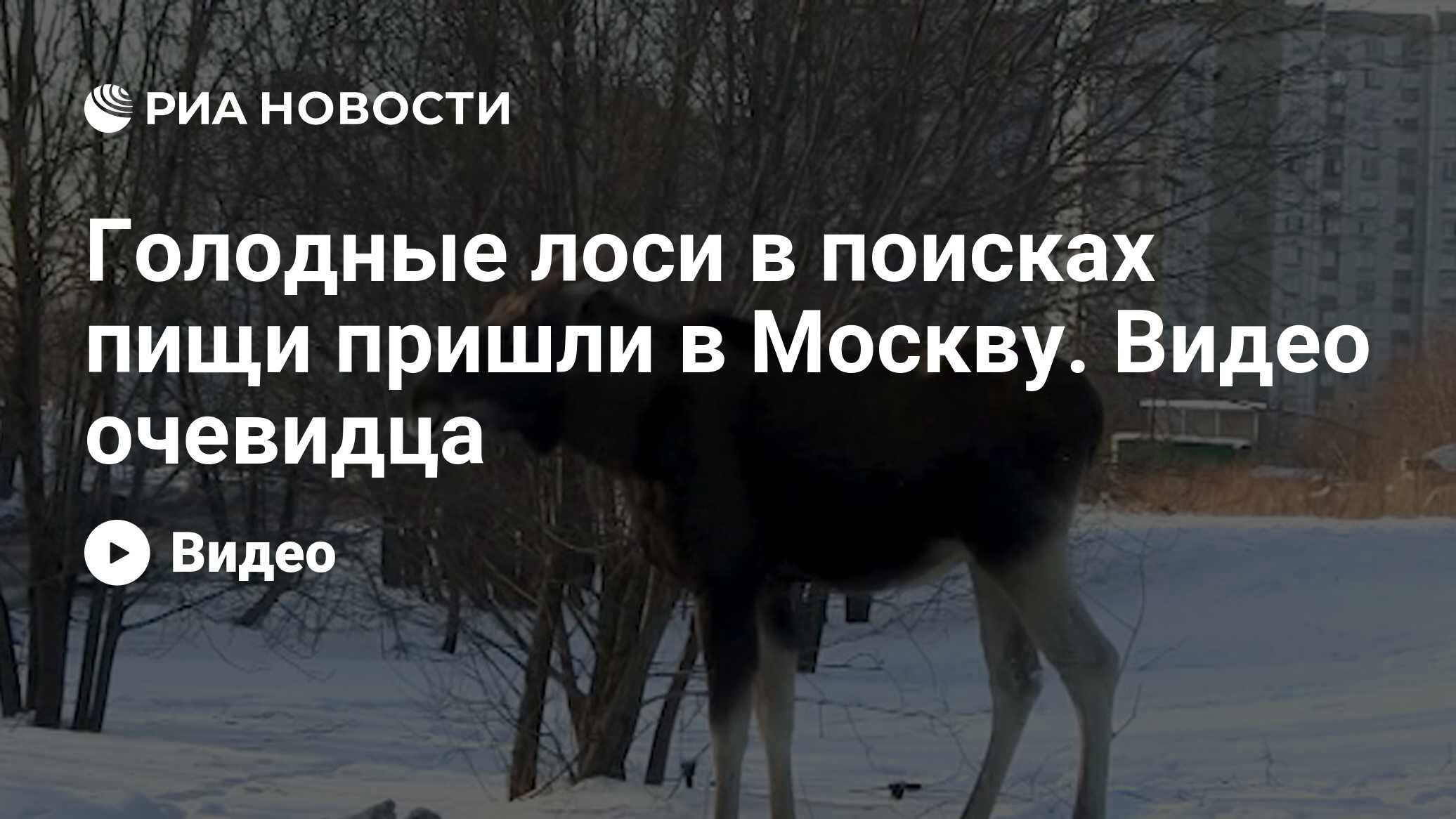 Голодные лоси в поисках пищи пришли в Москву. Видео очевидца