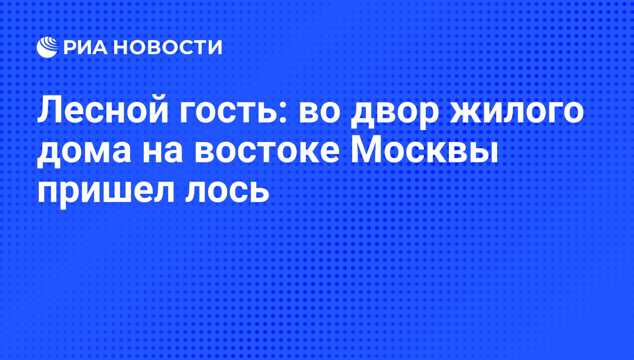 Лесной гость: во двор жилого дома на востоке Москвы пришел лось - РИА  Новости, 25.05.2012