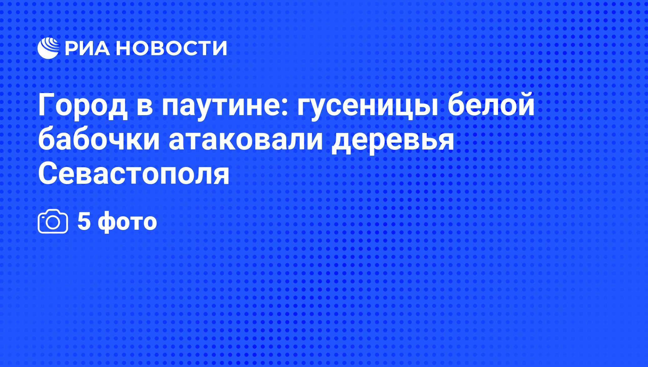 Город в паутине: гусеницы белой бабочки атаковали деревья Севастополя - РИА  Новости, 18.06.2012