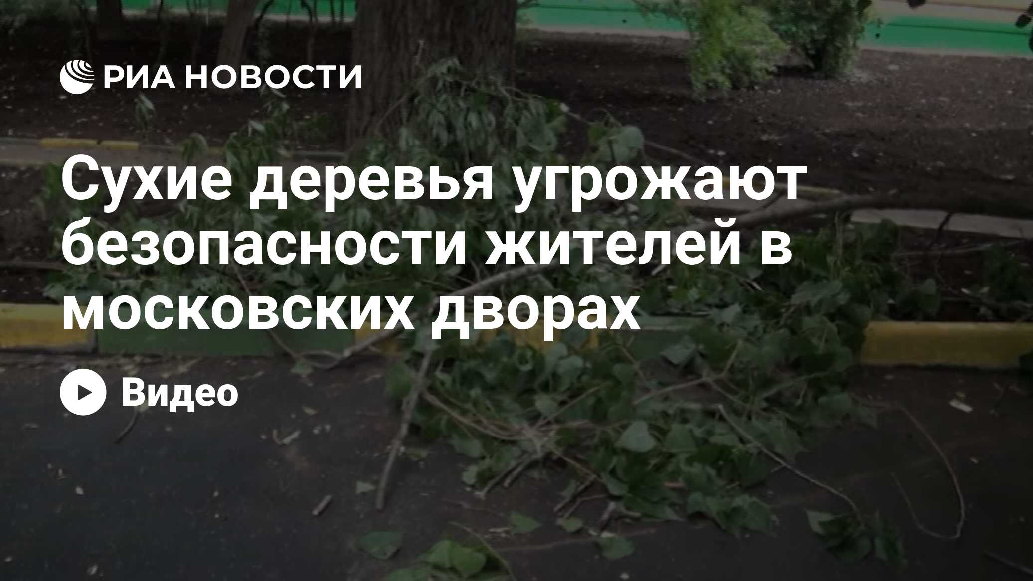 Сухие деревья угрожают безопасности жителей в московских дворах