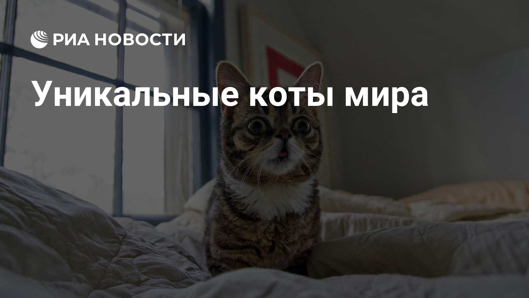 Котики прыгают на кровати