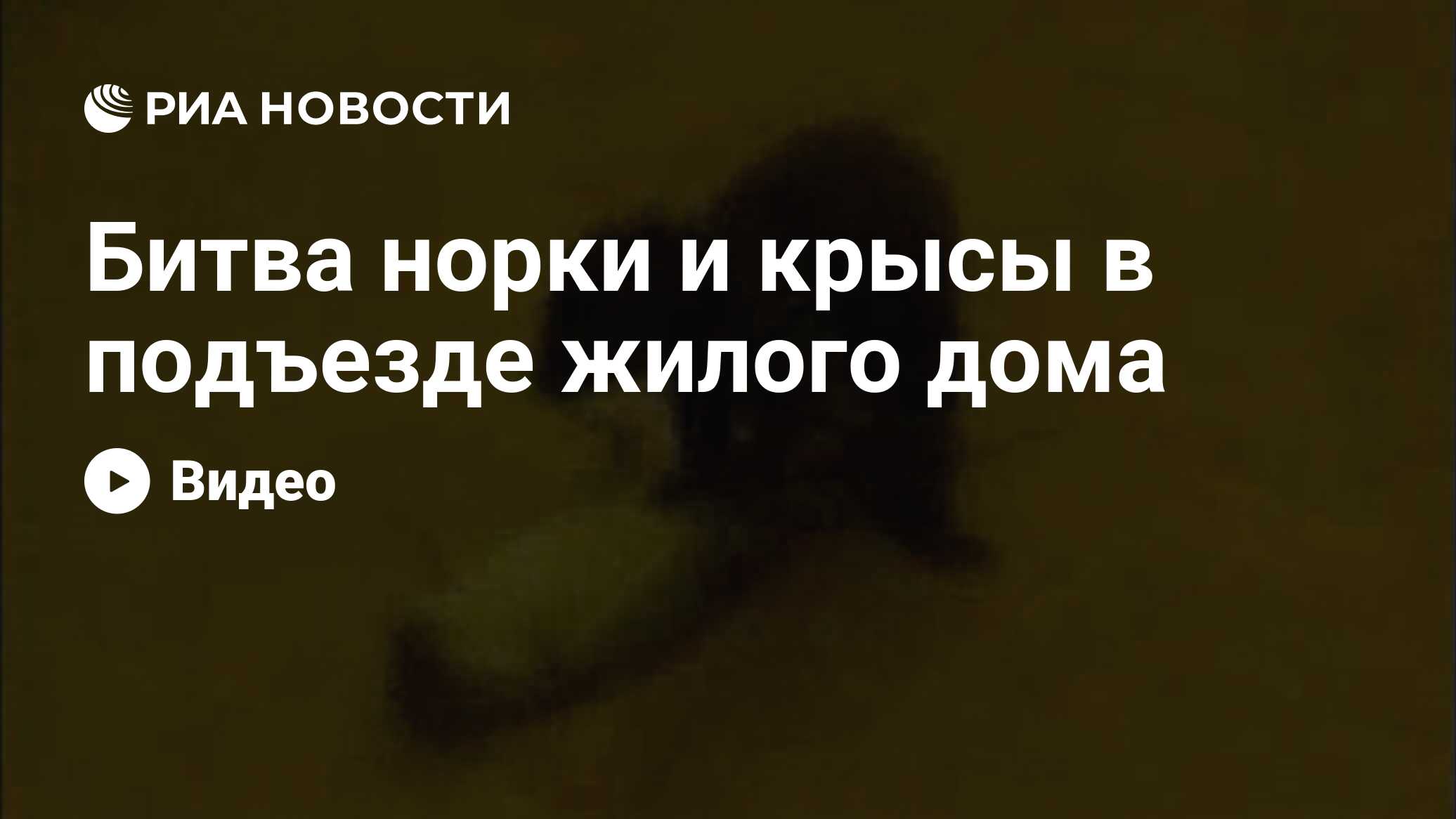 Битва норки и крысы в подъезде жилого дома