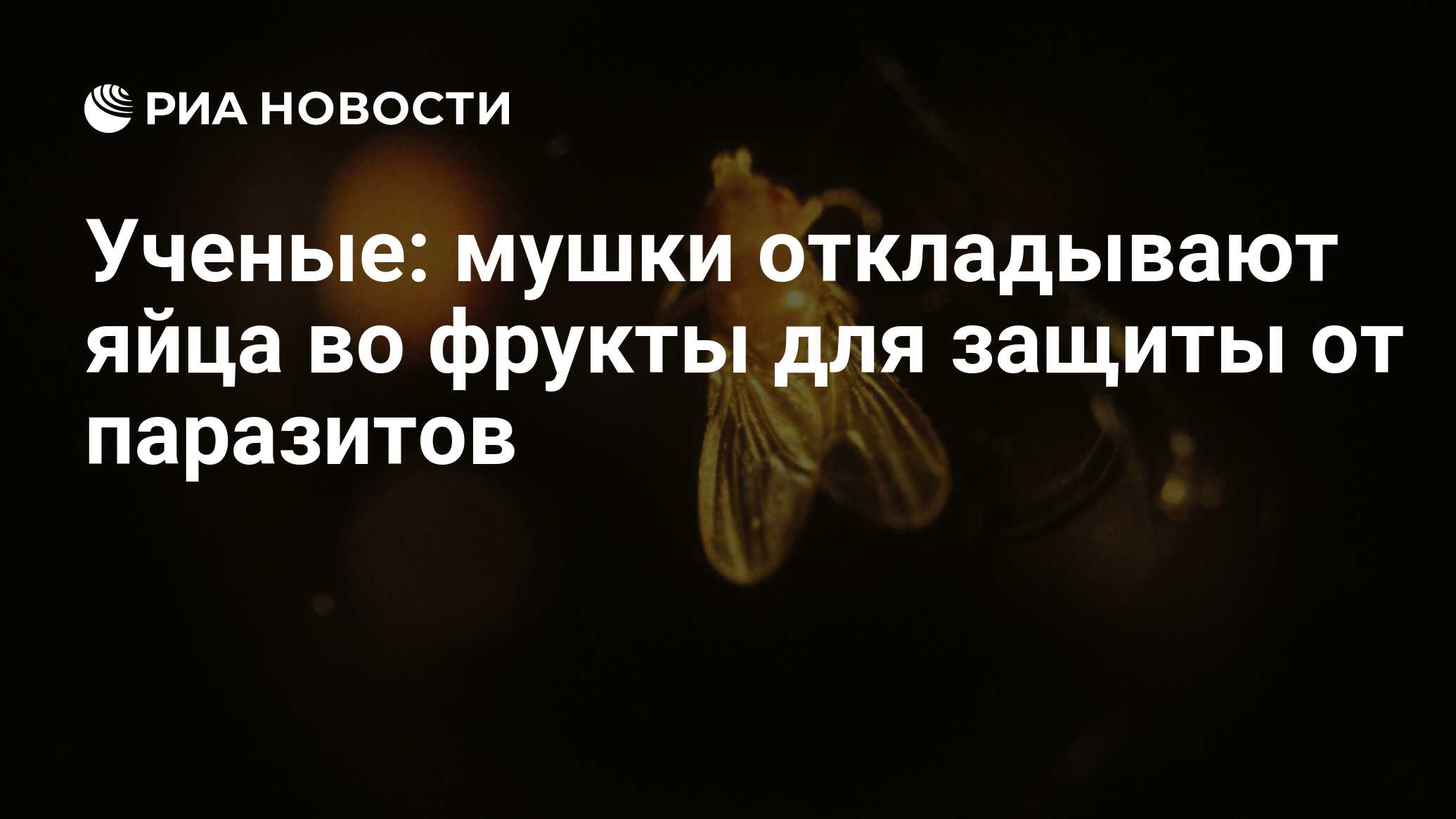 Ученые: мушки откладывают яйца во фрукты для защиты от паразитов - РИА  Новости, 21.02.2013