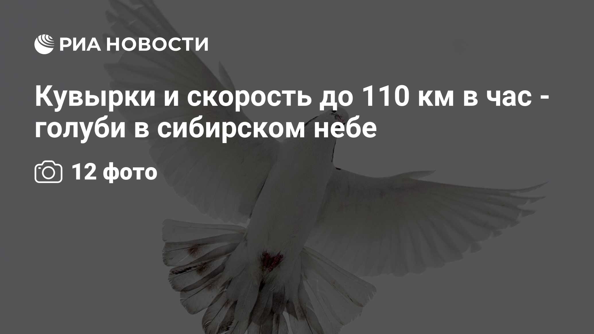 Кувырки и скорость до 110 км в час - голуби в сибирском небе - РИА Новости,  01.03.2020