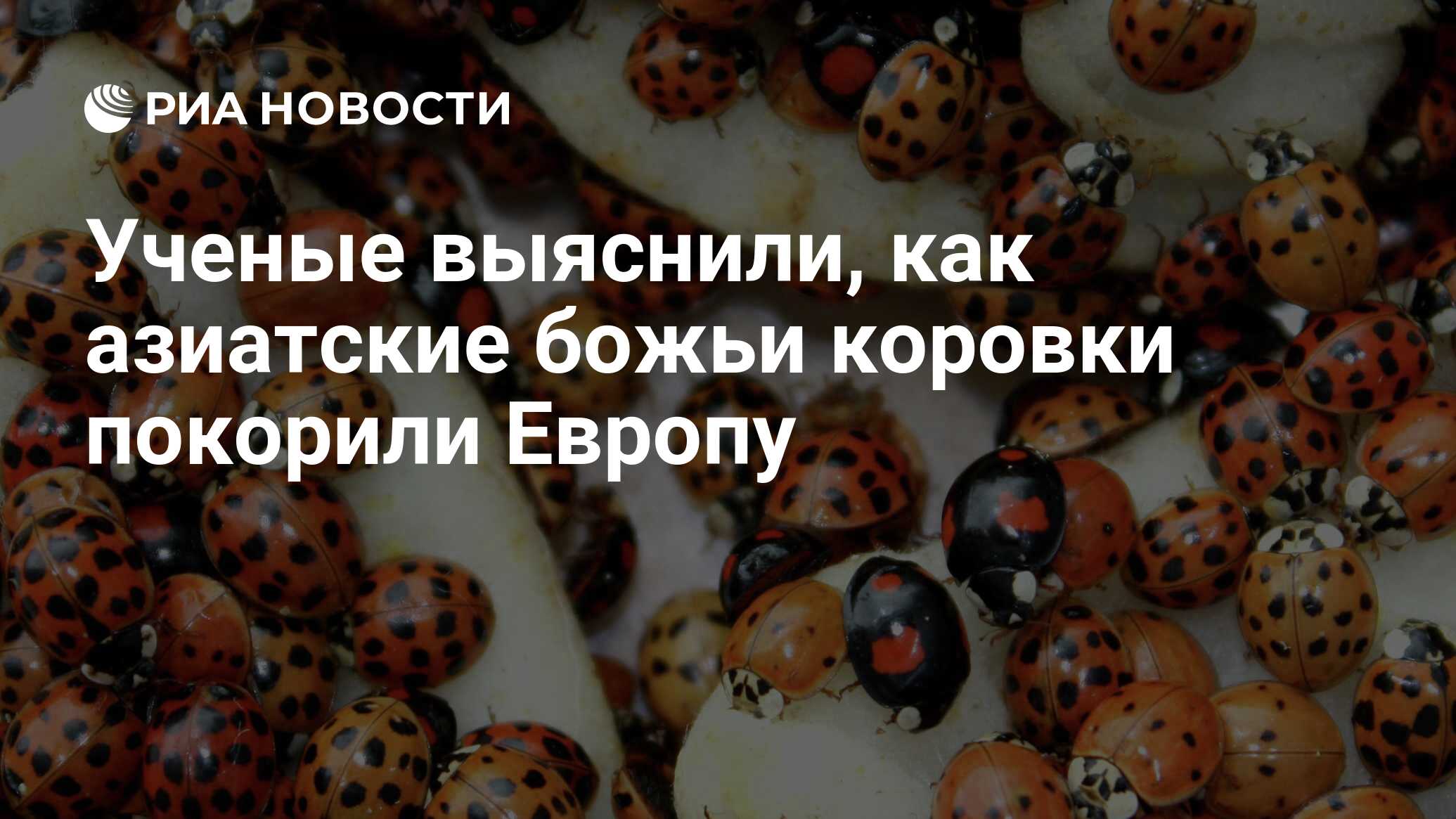 Ученые выяснили, как азиатские божьи коровки покорили Европу - РИА Новости,  16.05.2013