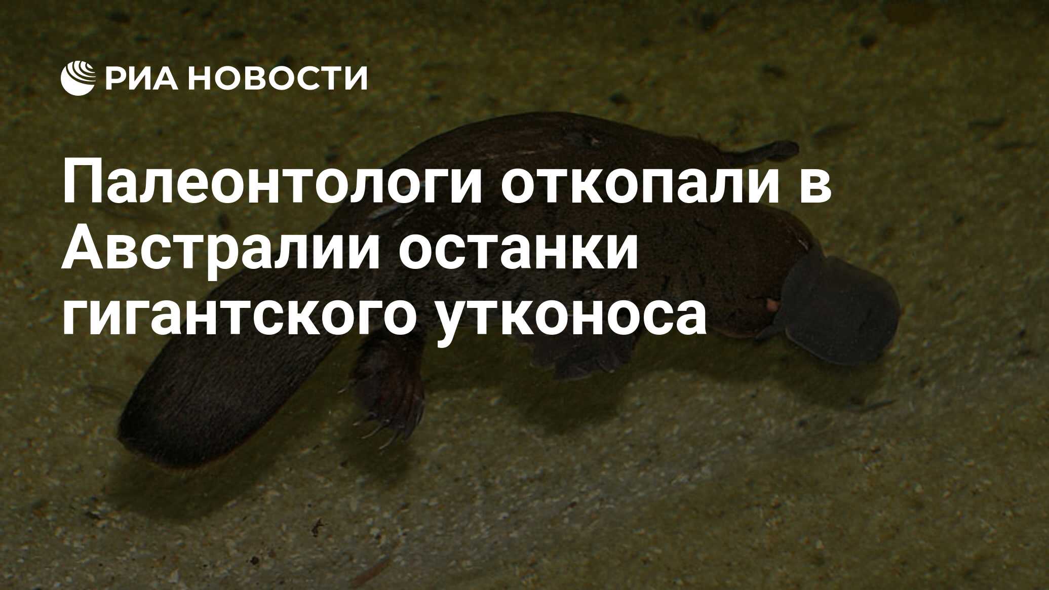 Палеонтологи откопали в Австралии останки гигантского утконоса - РИА  Новости, 12.02.2020