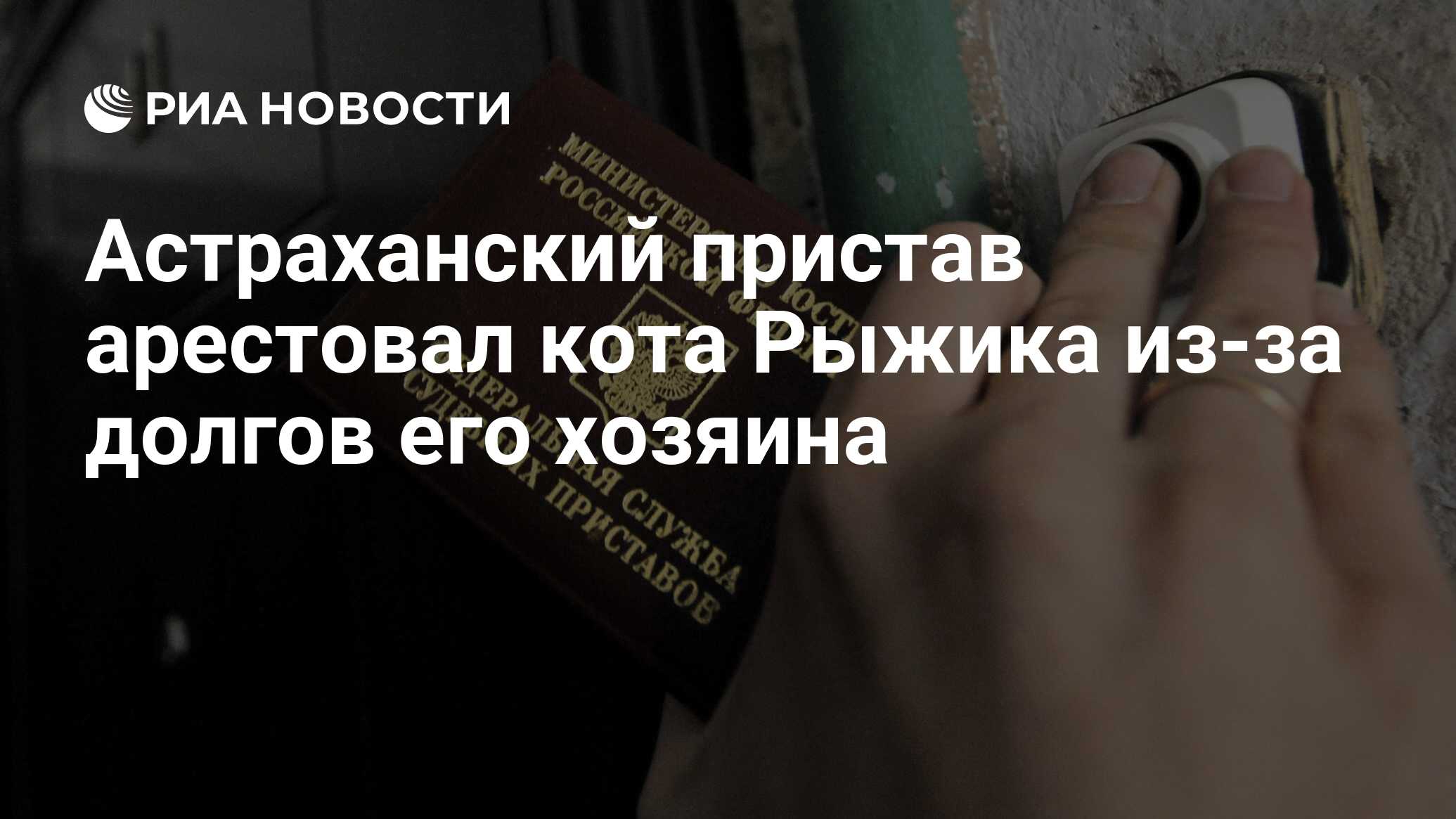 Астраханский пристав арестовал кота Рыжика из-за долгов его хозяина - РИА  Новости, 01.03.2020